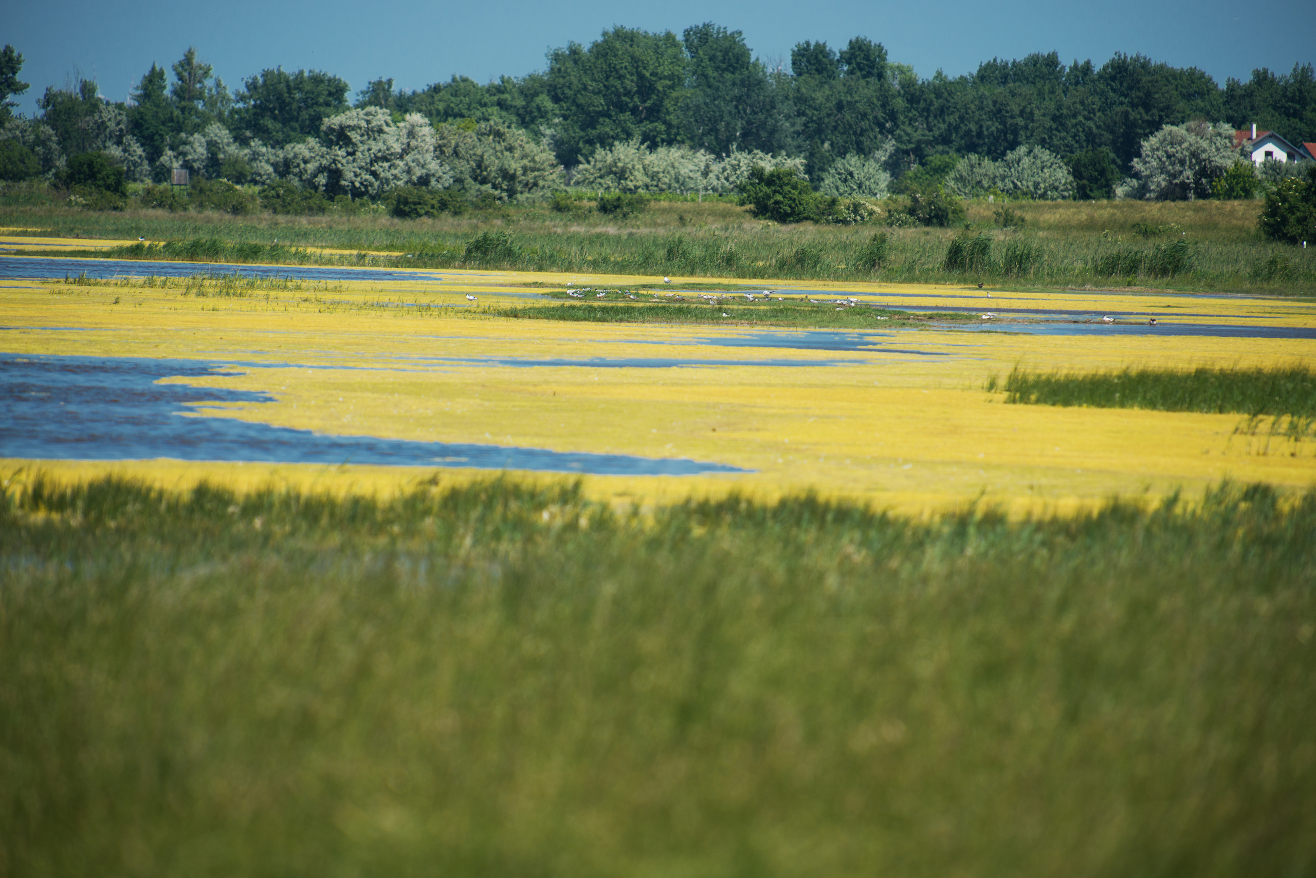 Венгрия-Чехия 2015. Фотограф-анималист Наталья Светличная
