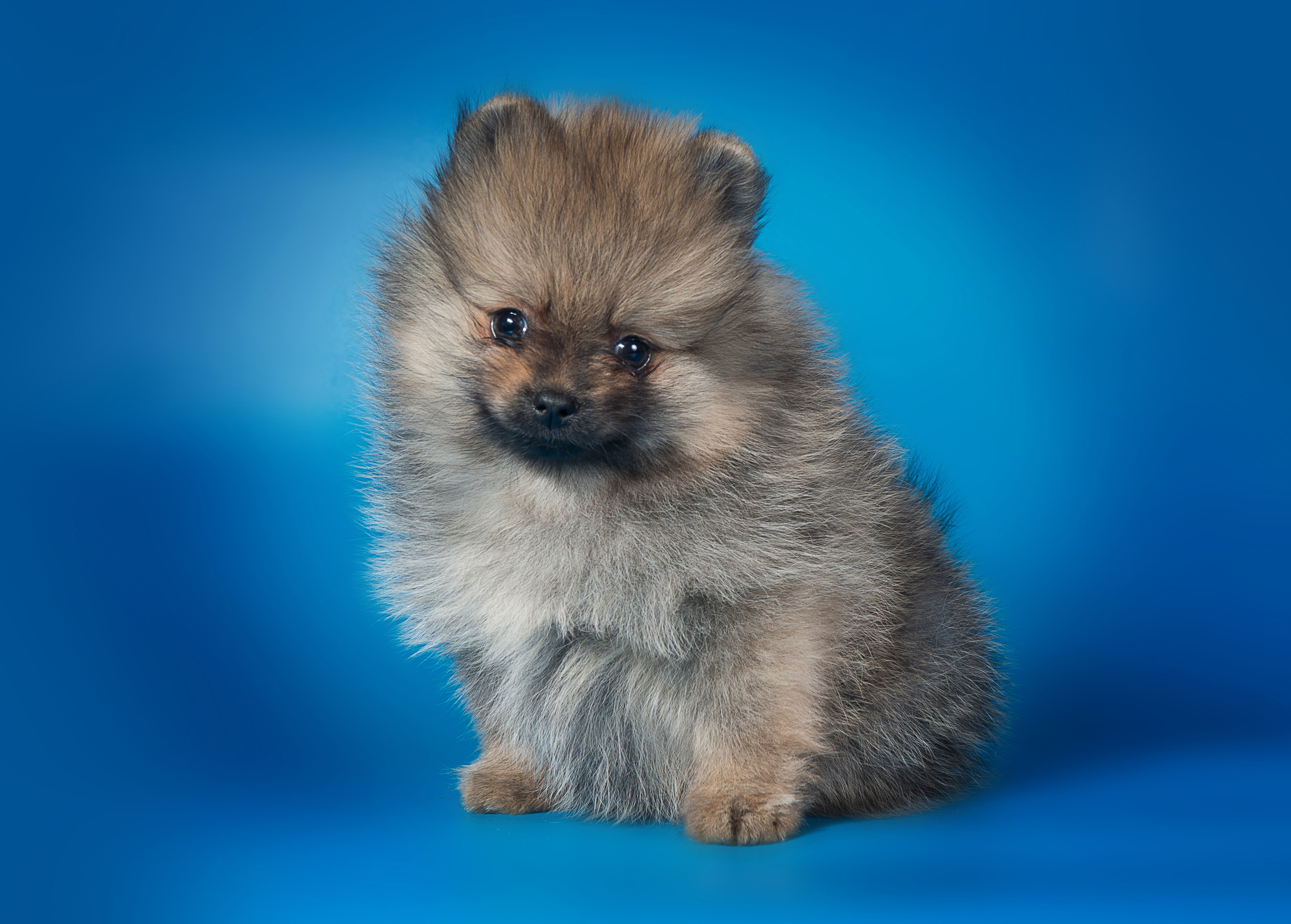 Шпицы (щенки). Фотограф-анималист Наталья Светличная