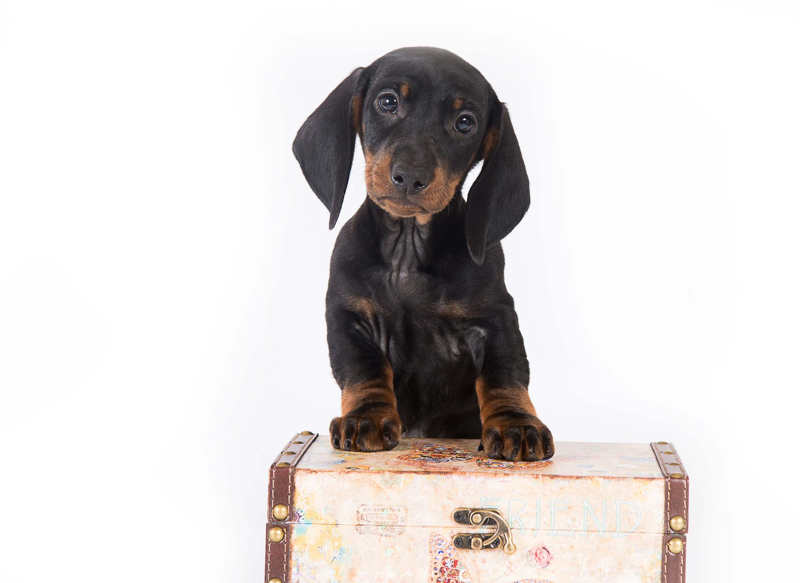 Такса (щенки). Фотограф-анималист Наталья Светличная