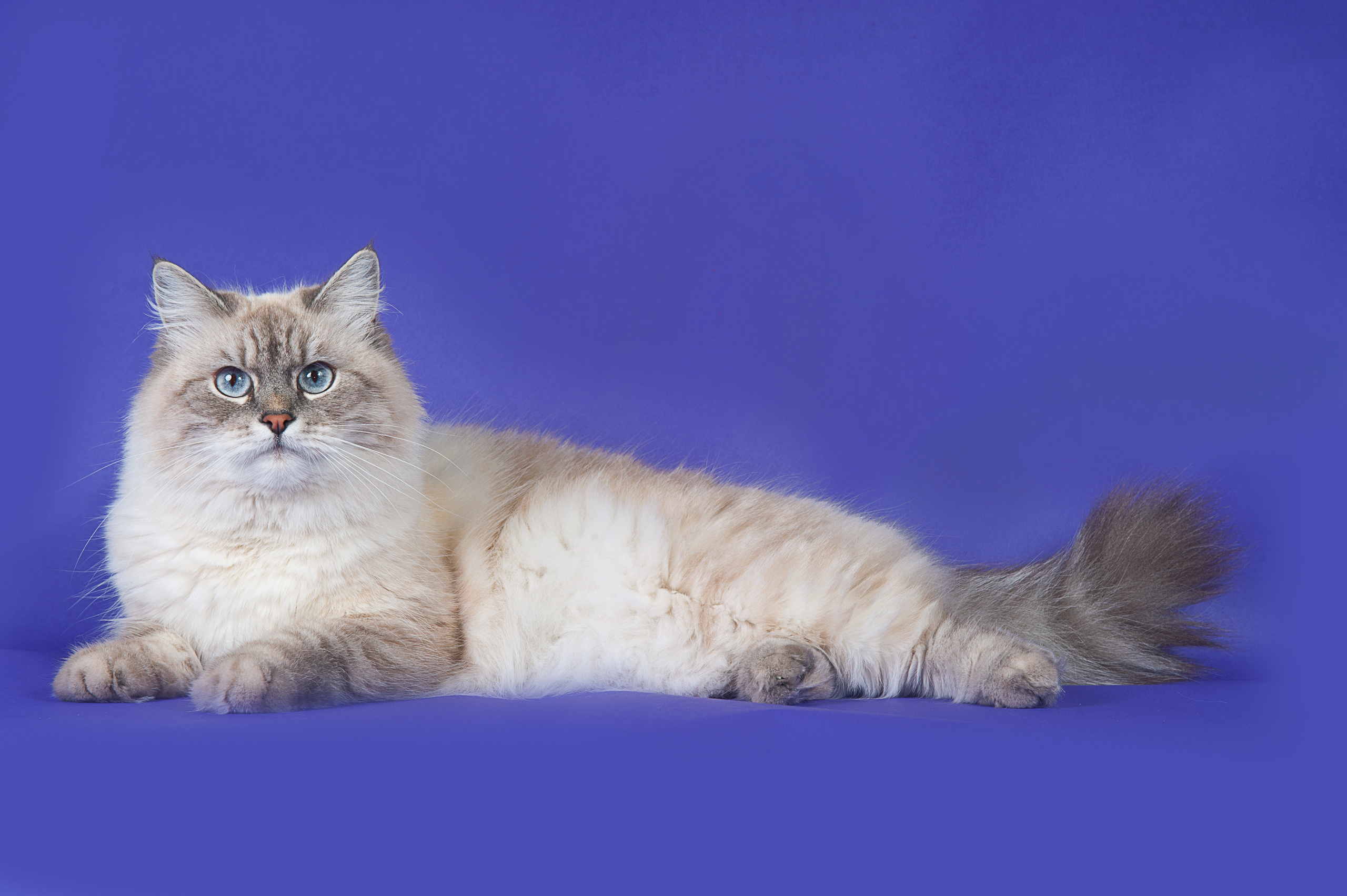 Невская маскарадная. Фотограф-анималист Наталья Светличная