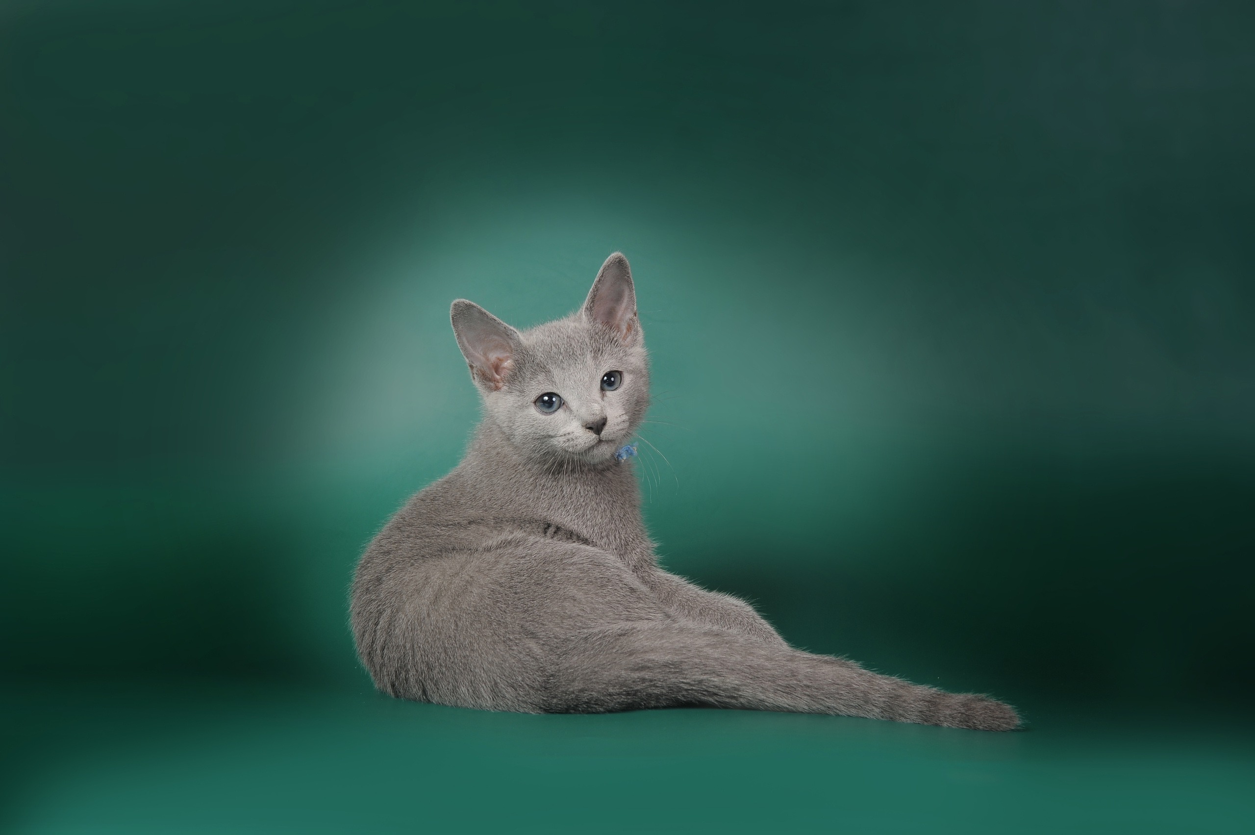 Русская голубая. Фотограф-анималист Наталья Светличная