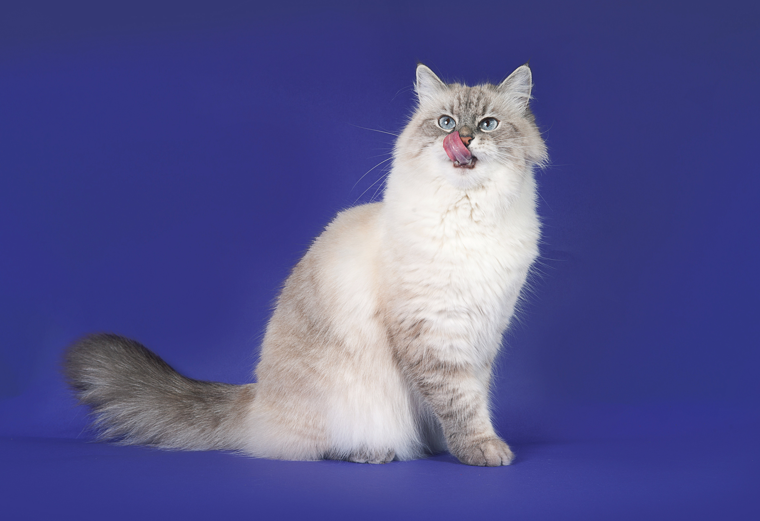 Невская маскарадная. Фотограф-анималист Наталья Светличная