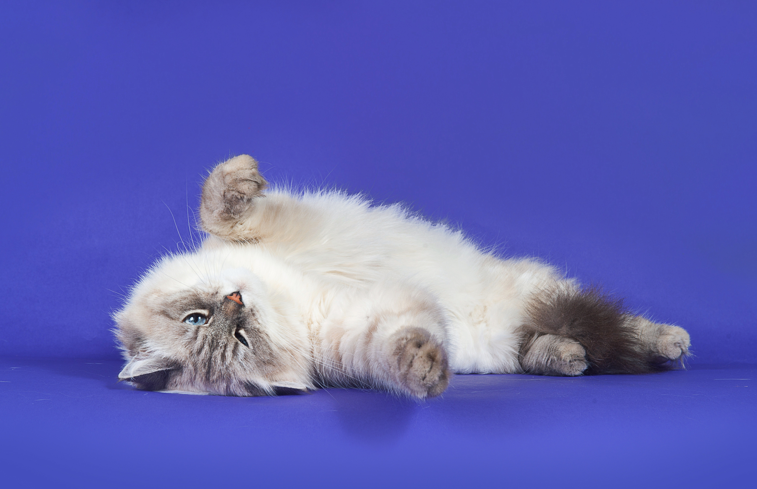 Невская маскарадная. Фотограф-анималист Наталья Светличная