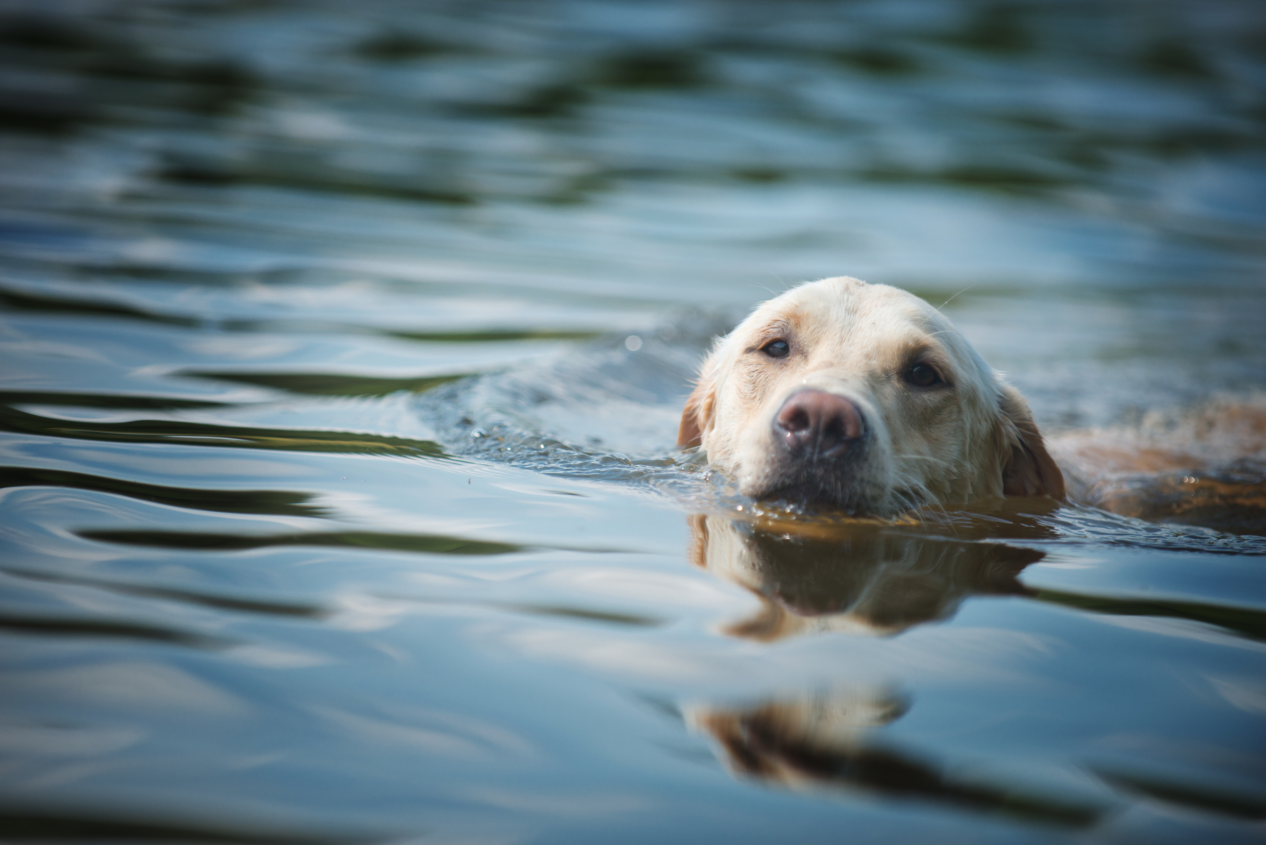 Венгрия-Чехия 2015. Фотограф-анималист Наталья Светличная
