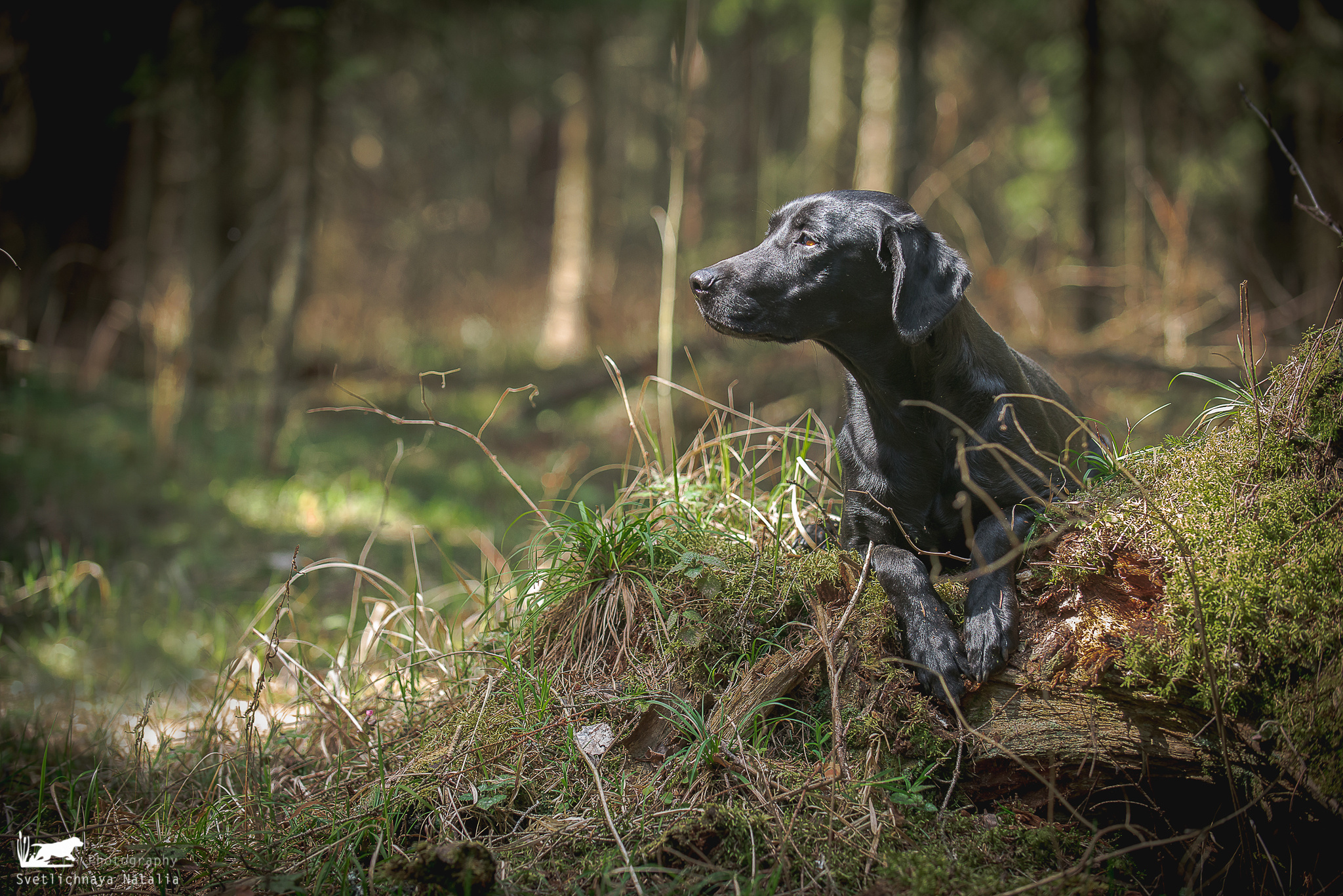 Фотограф-анималист Наталья Светличная