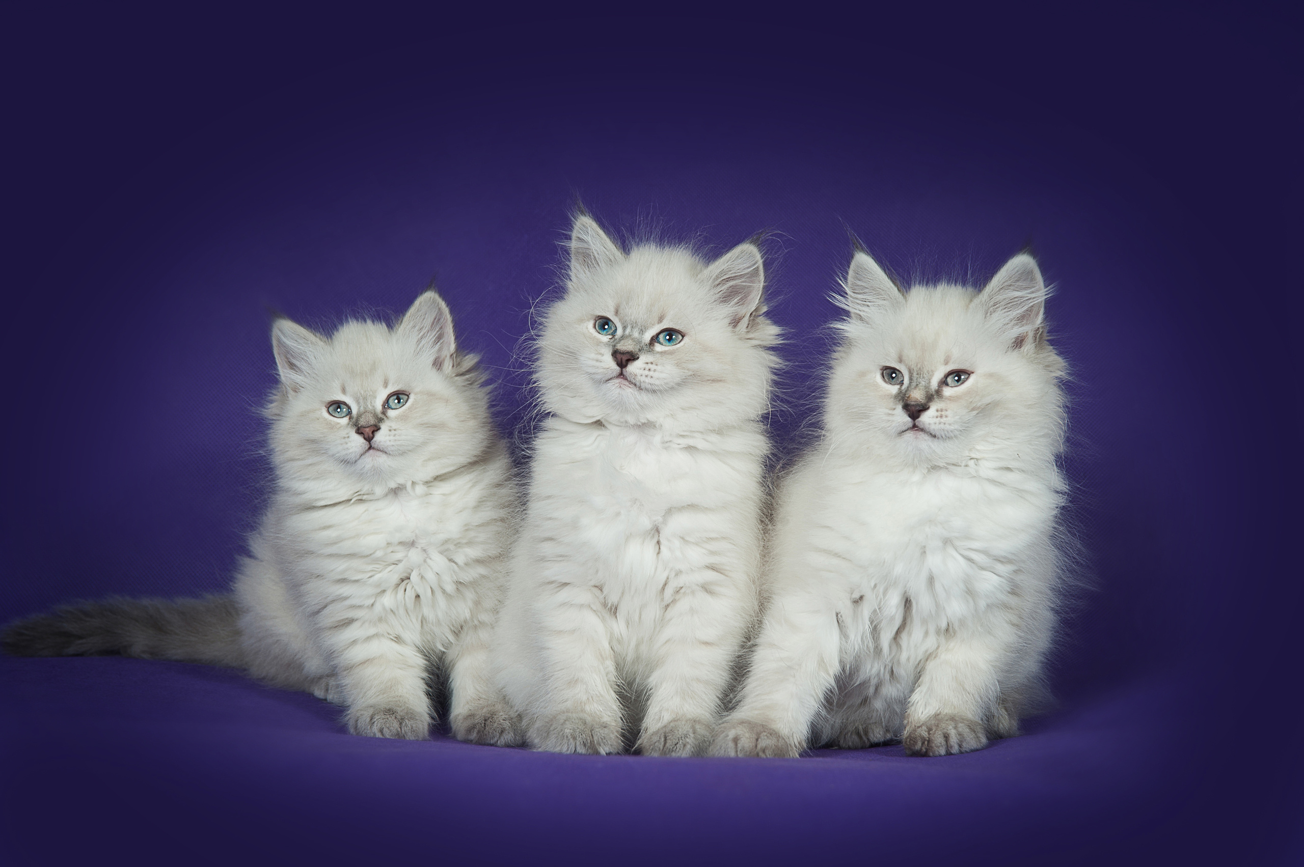 Невская маскарадная (котята). Фотограф-анималист Наталья Светличная