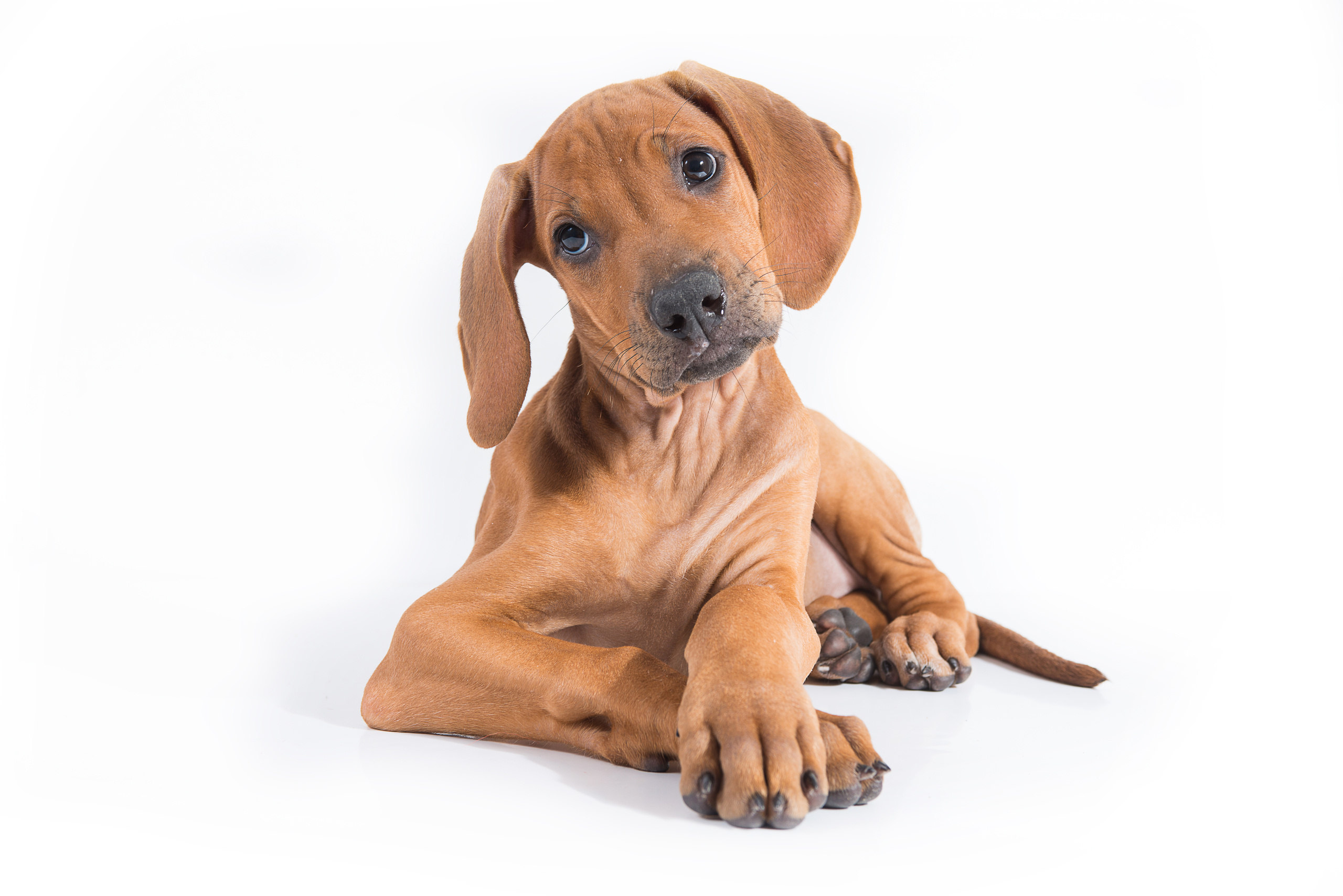 Родезийский риджбек (щенки). Фотограф-анималист Наталья Светличная