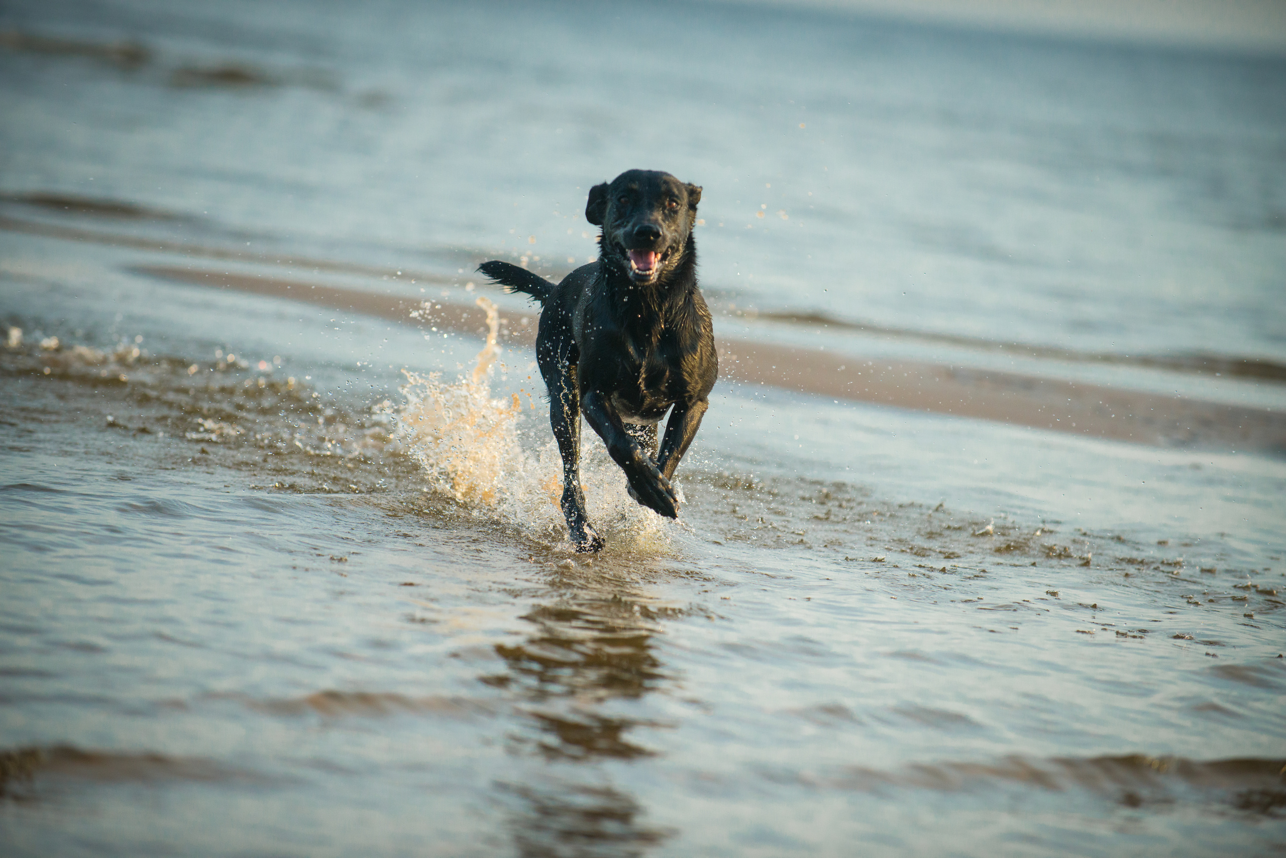 Эстония 2019. Фотограф-анималист Наталья Светличная