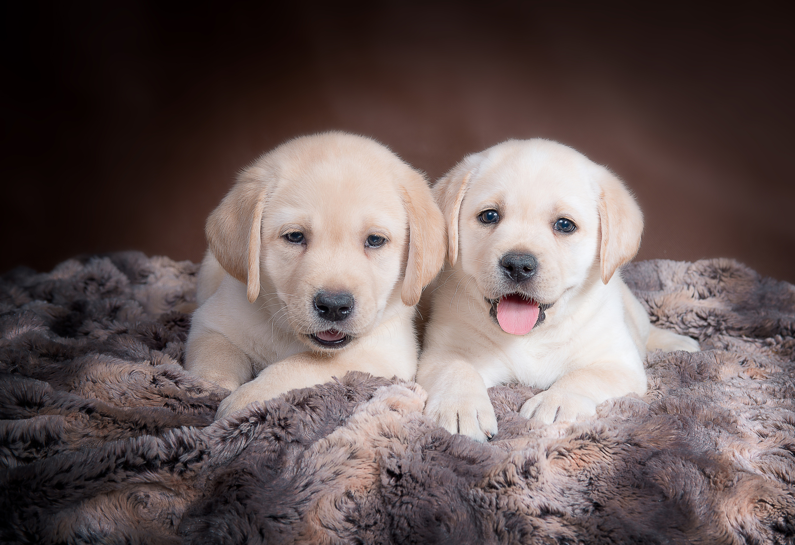 Лабрадор ретривер (щенки). Фотограф-анималист Наталья Светличная