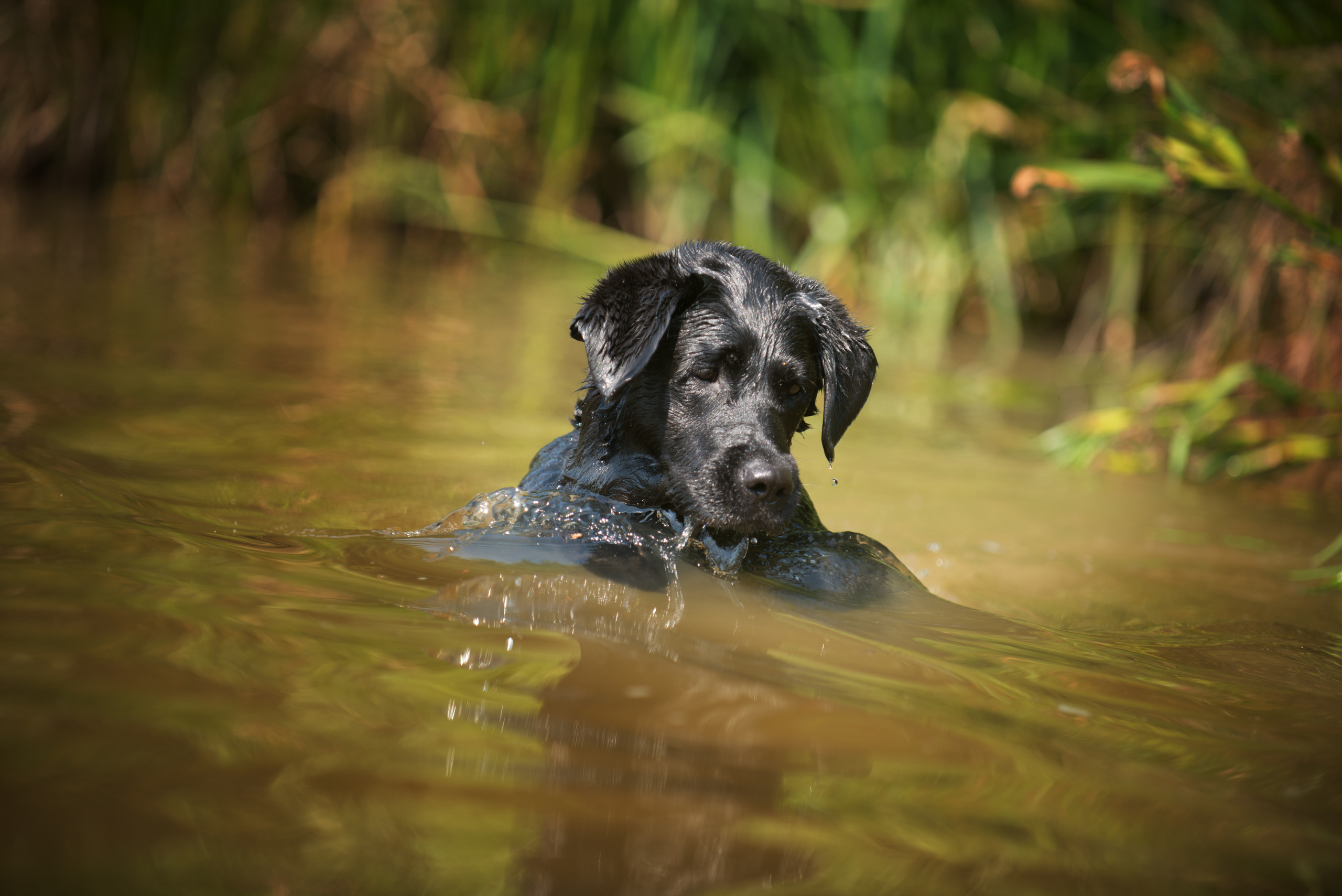Венгрия-Чехия 2015. Фотограф-анималист Наталья Светличная