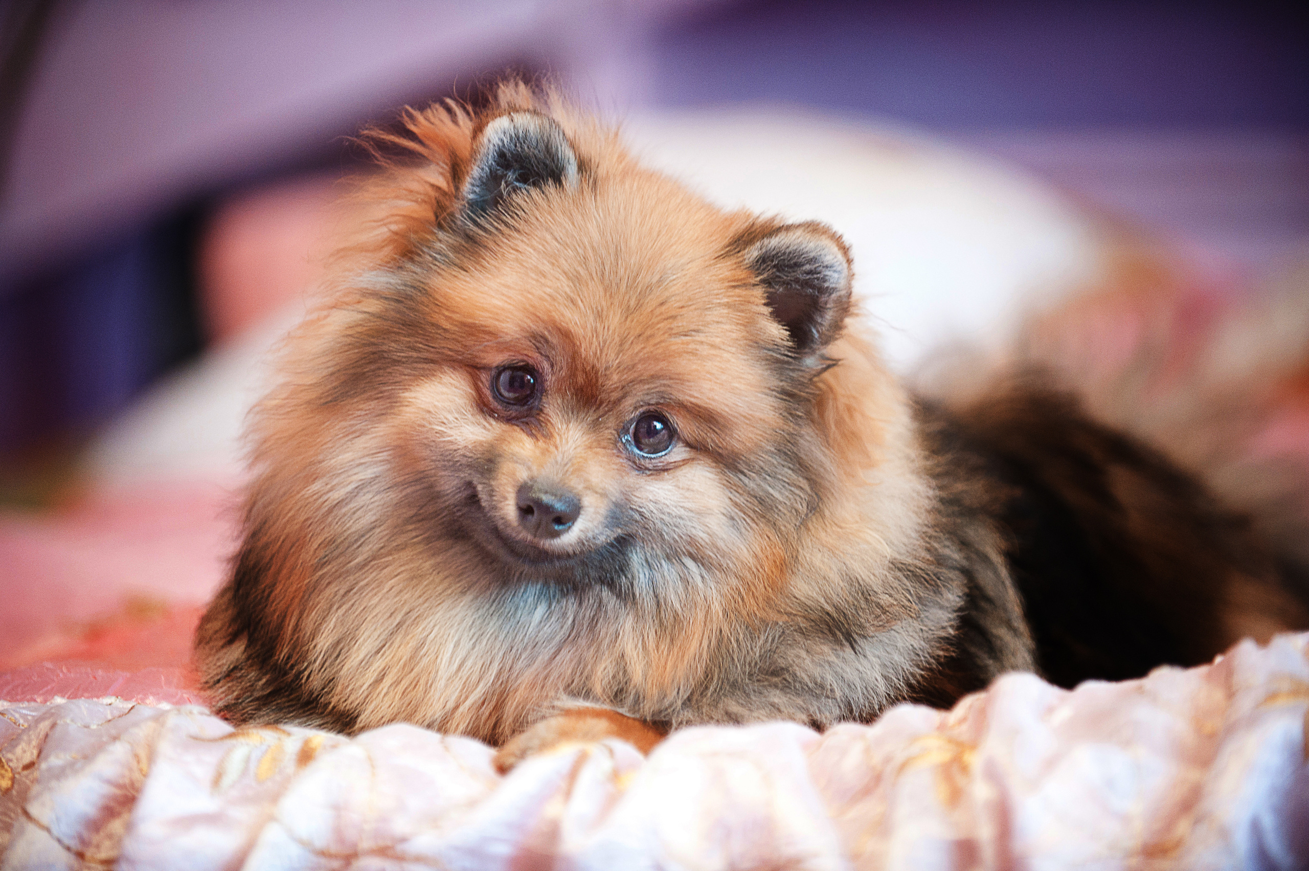 Померанский шпиц. Фотограф-анималист Наталья Светличная