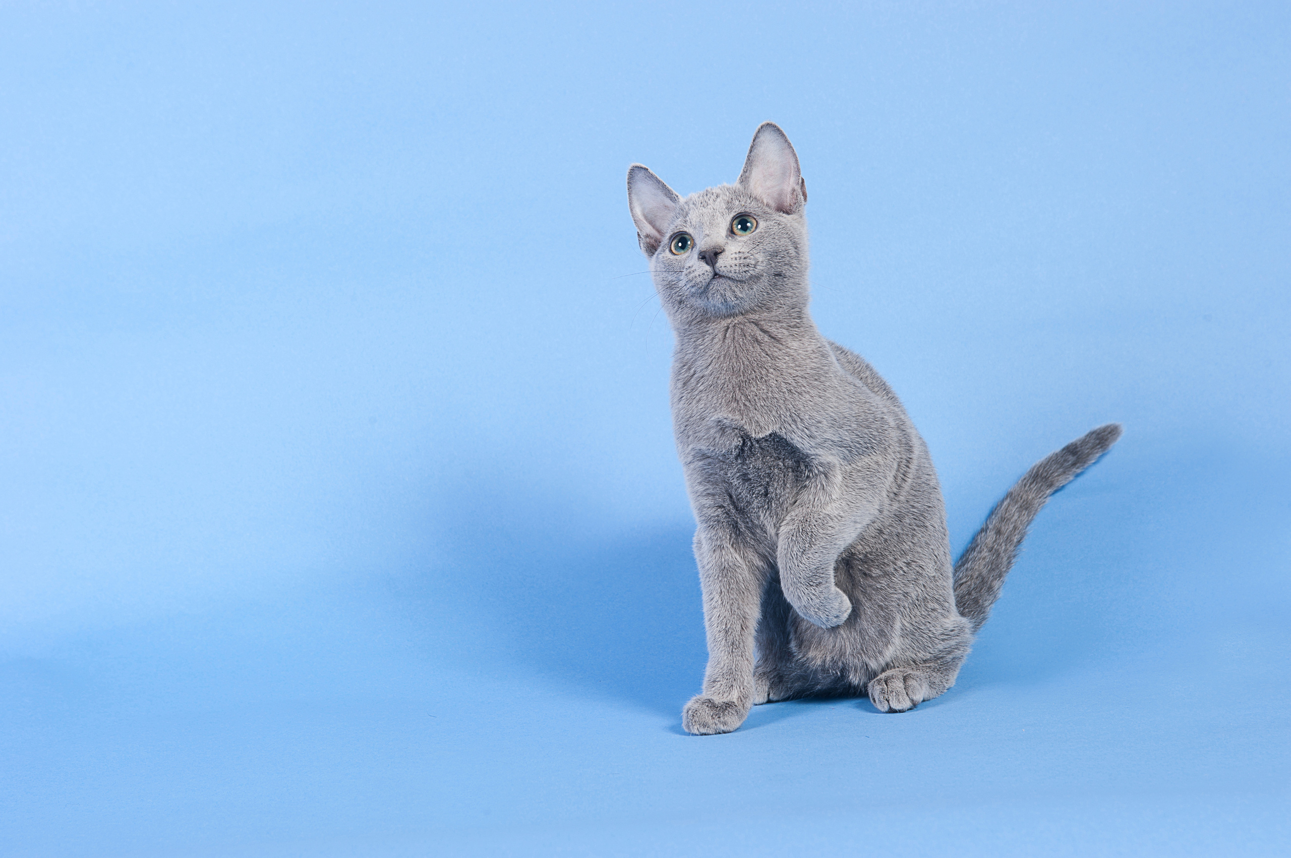 Русская голубая. Фотограф-анималист Наталья Светличная