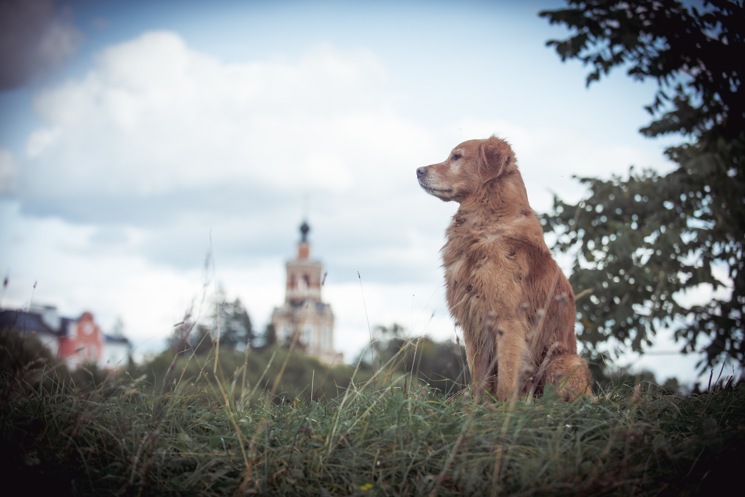 Голден ретривер Филя. Фотограф-анималист Наталья Светличная