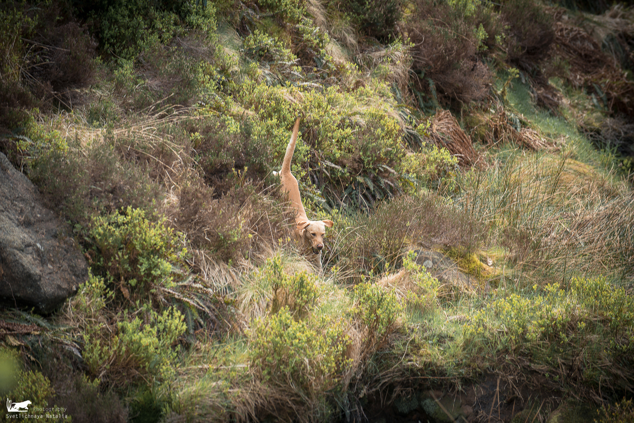 Тренинг с Wayne Mitсhell (Англия, 2018). Фотограф-анималист Наталья Светличная