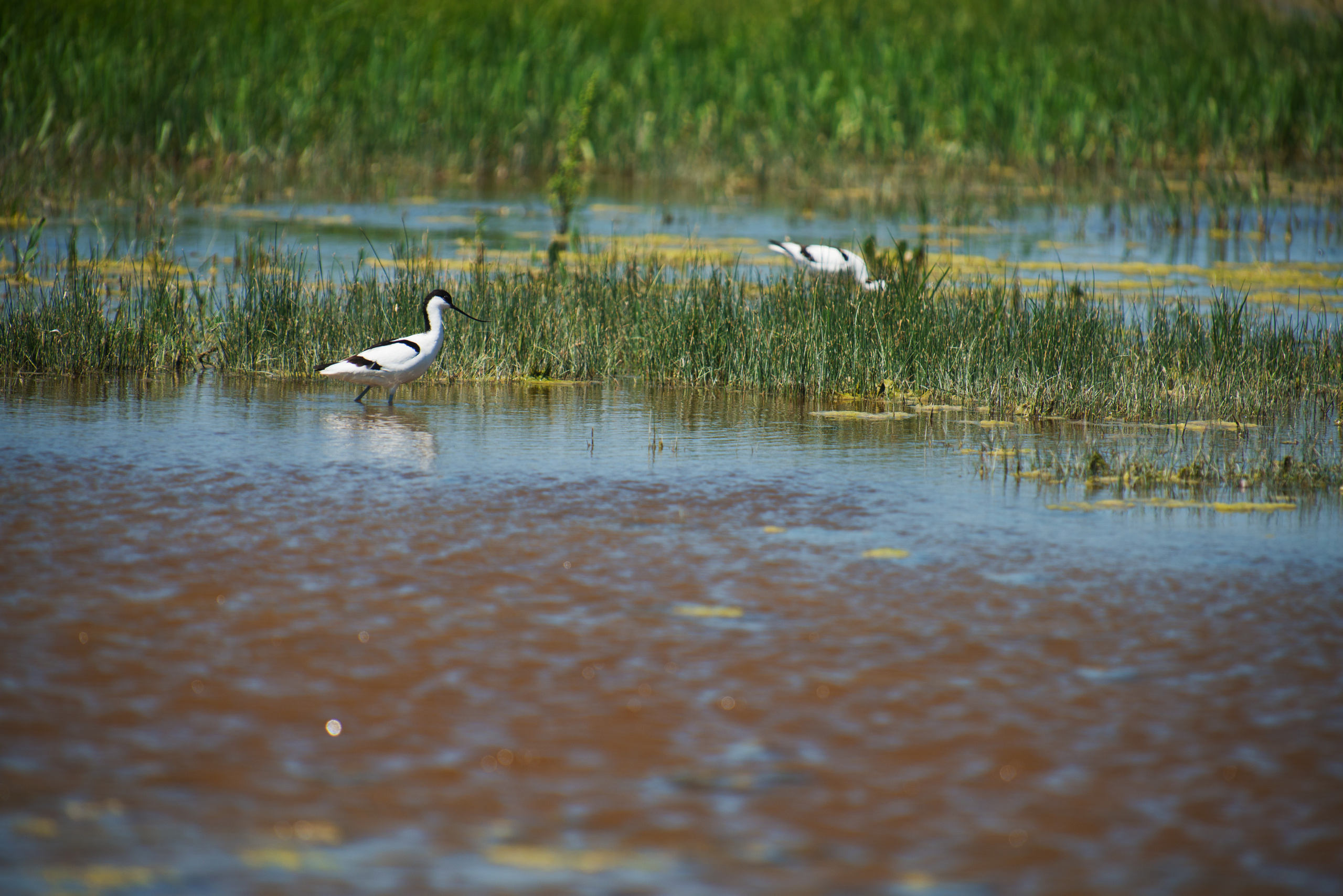 Венгрия-Чехия 2015. Фотограф-анималист Наталья Светличная
