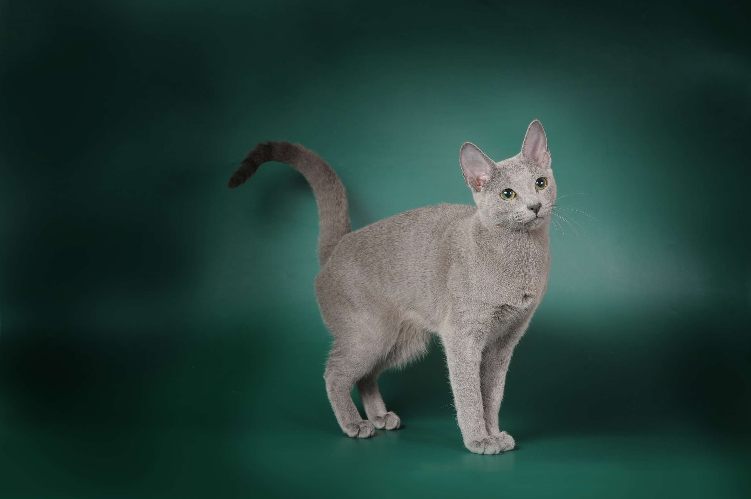 Русская голубая. Фотограф-анималист Наталья Светличная