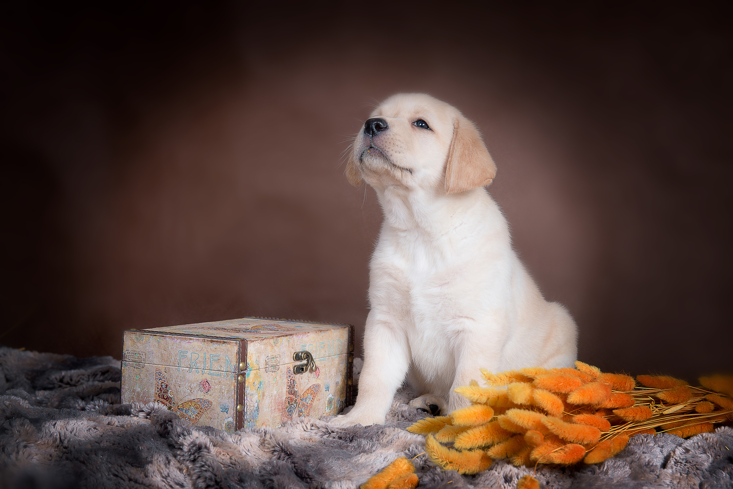 Лабрадор ретривер (щенки). Фотограф-анималист Наталья Светличная