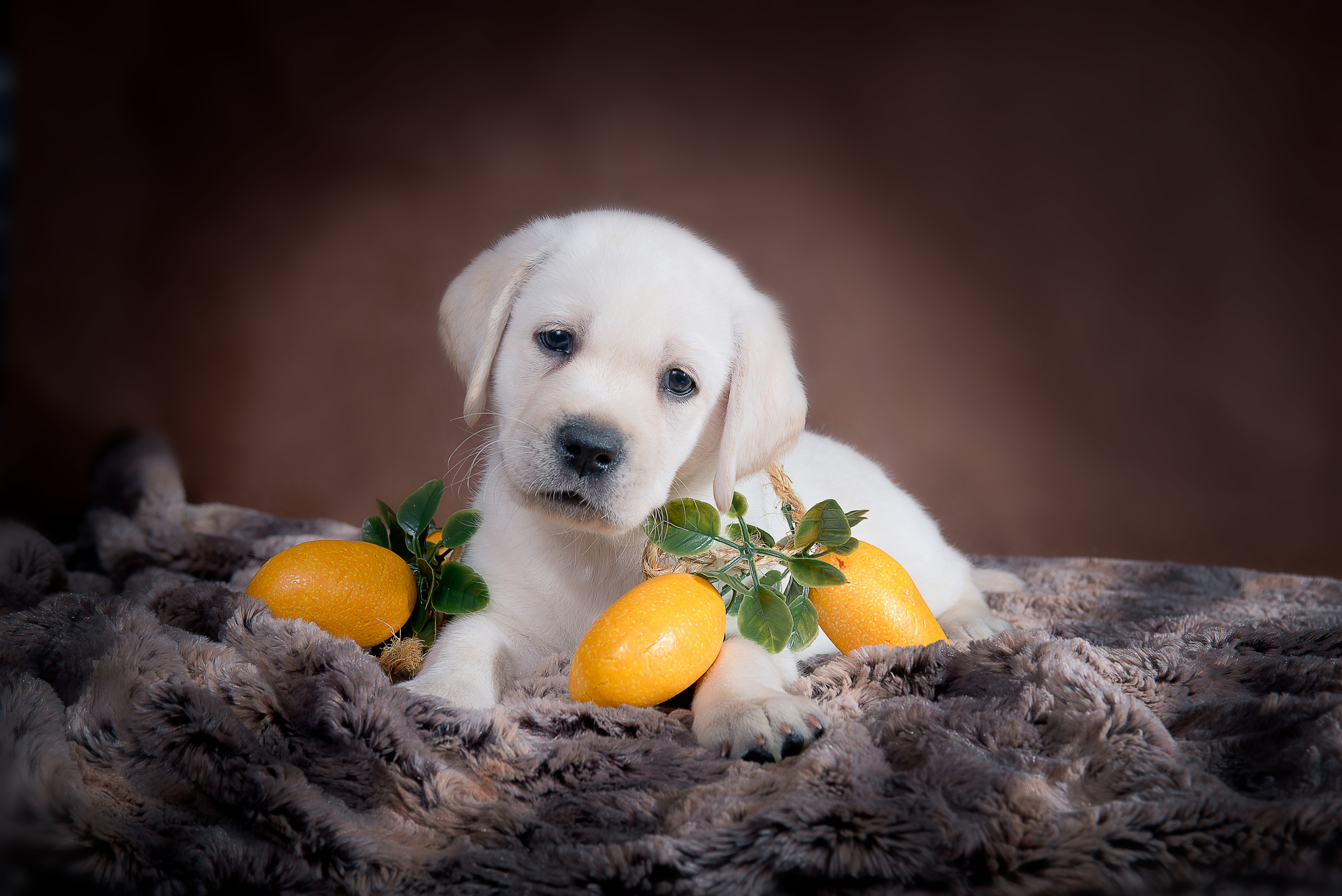 Лабрадор ретривер (щенки). Фотограф-анималист Наталья Светличная