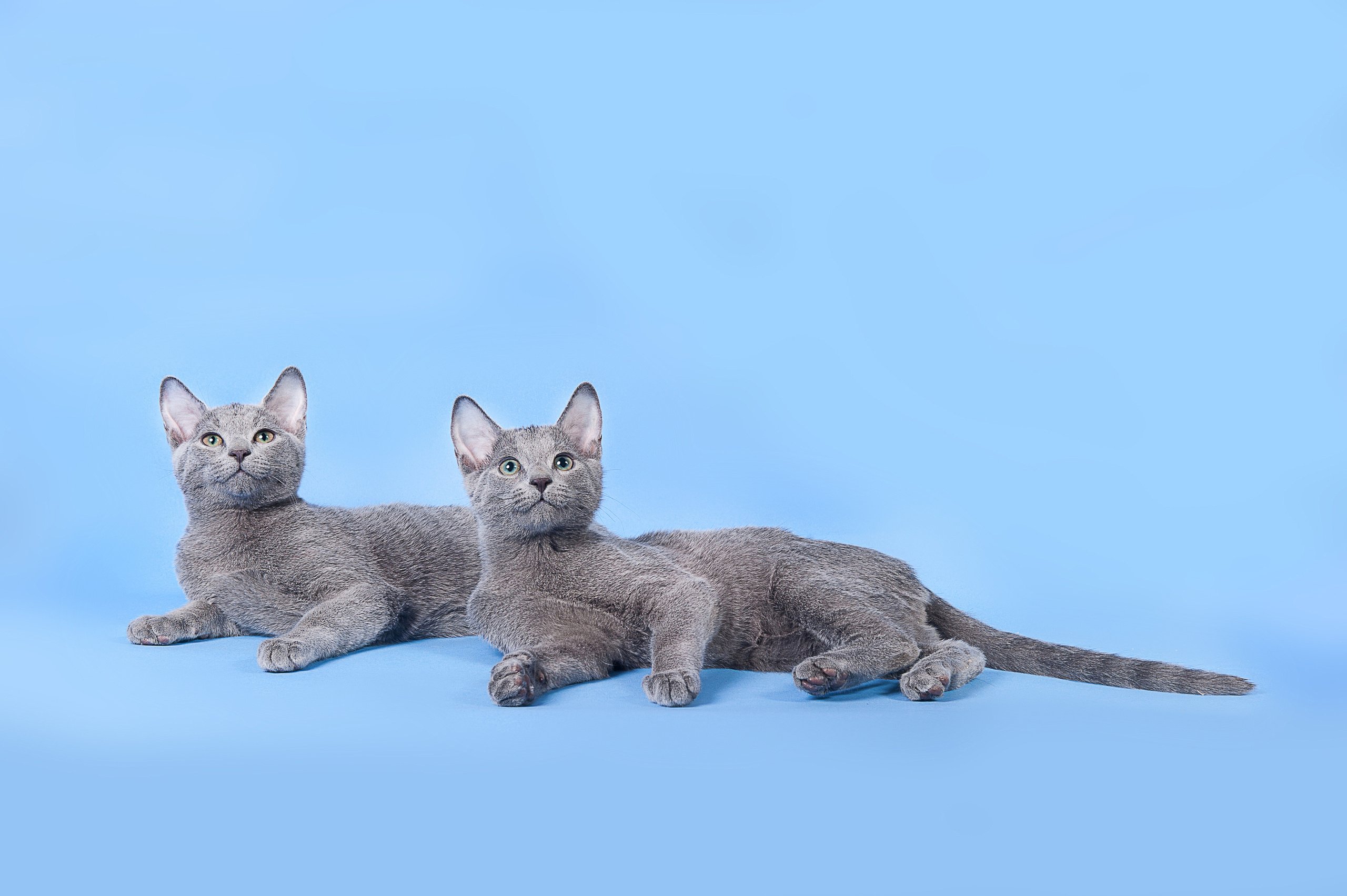 Русская голубая. Фотограф-анималист Наталья Светличная