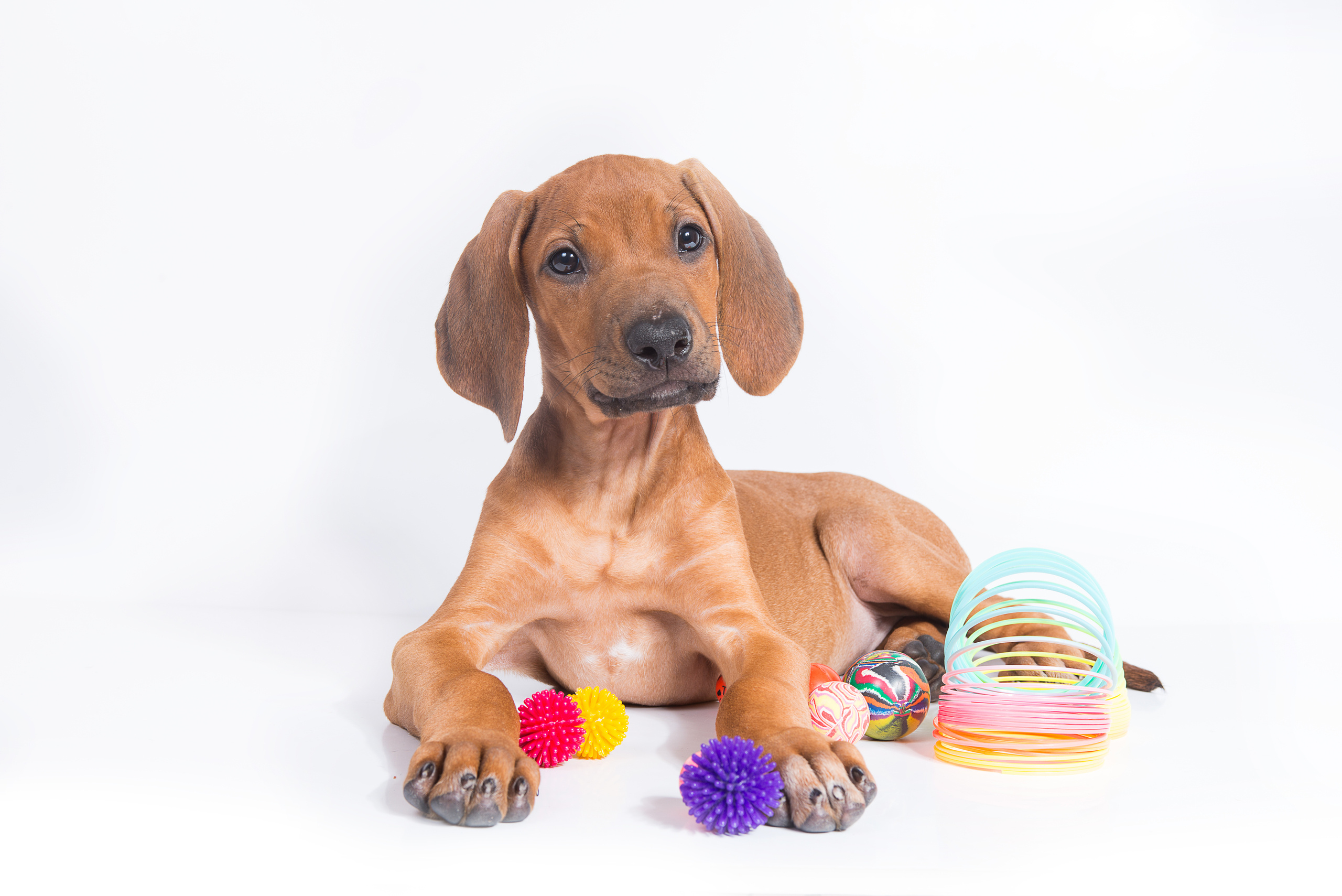 Родезийский риджбек (щенки). Фотограф-анималист Наталья Светличная