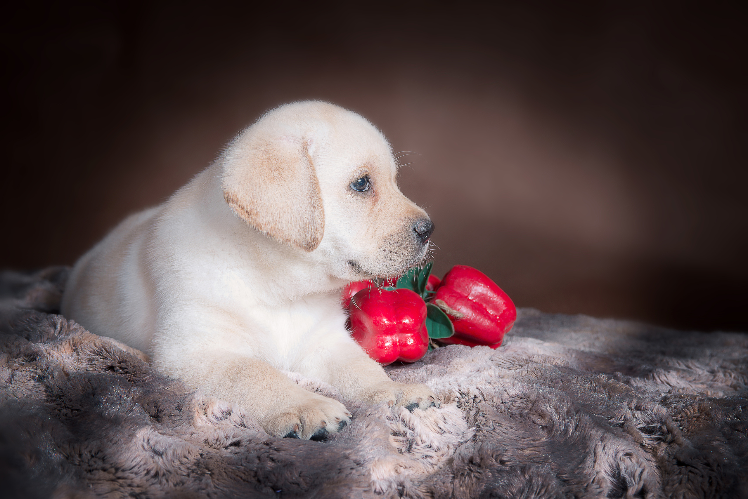 Лабрадор ретривер (щенки). Фотограф-анималист Наталья Светличная