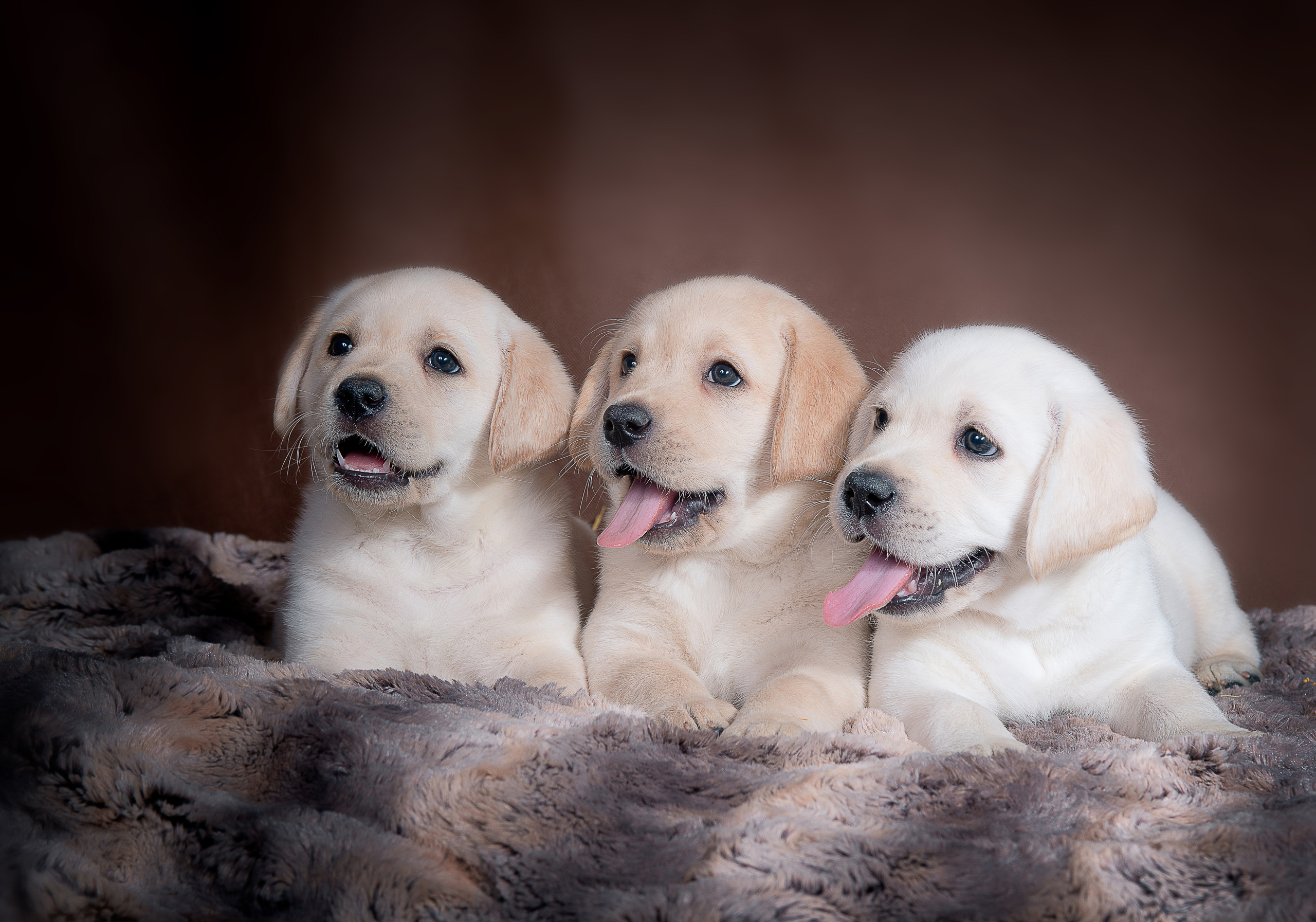 Лабрадор ретривер (щенки). Фотограф-анималист Наталья Светличная