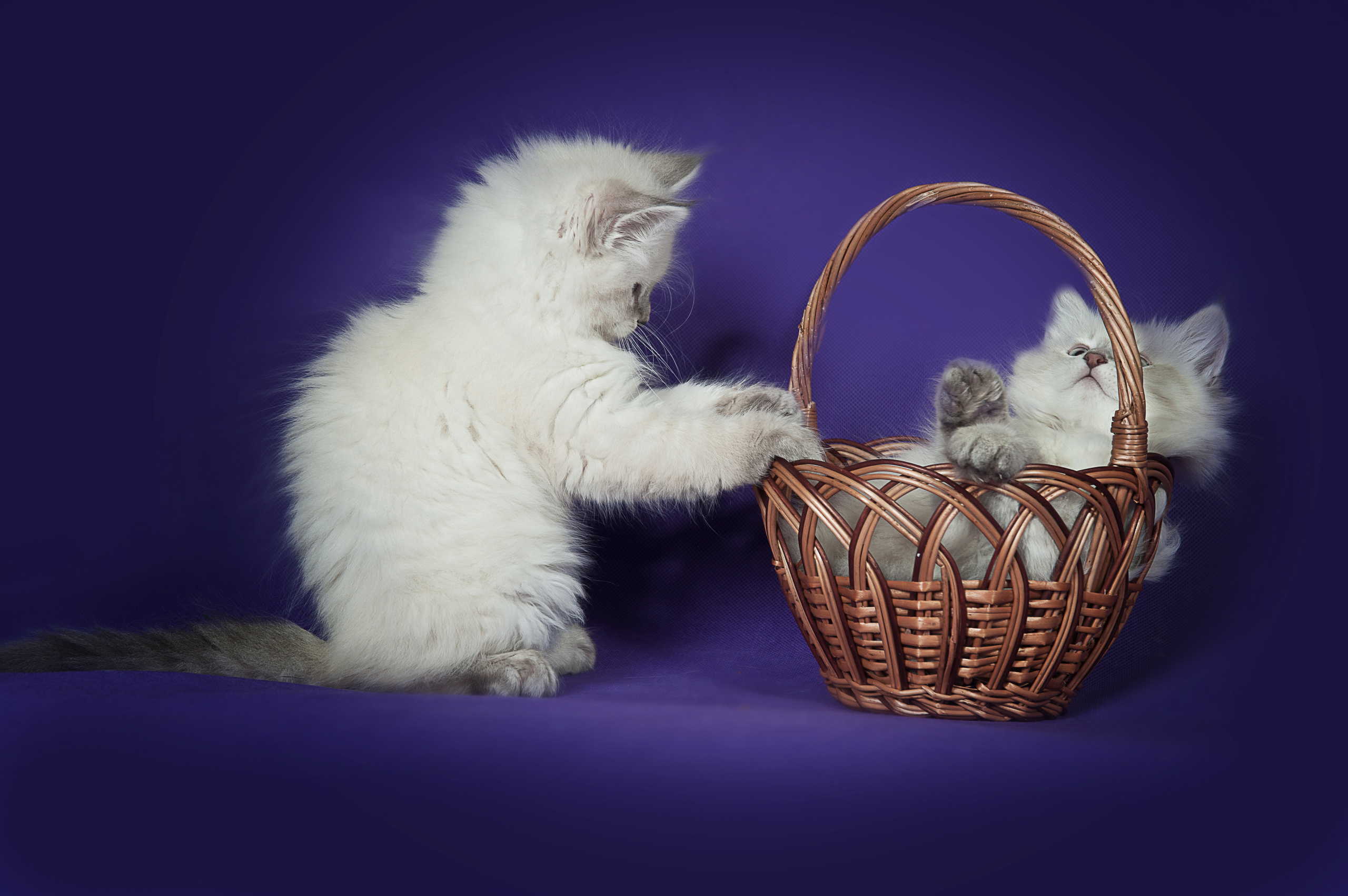 Невская маскарадная (котята). Фотограф-анималист Наталья Светличная