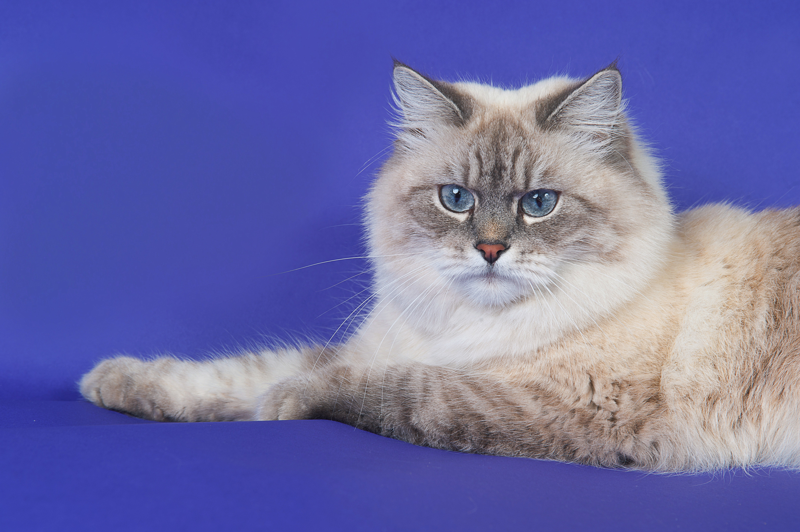 Невская маскарадная. Фотограф-анималист Наталья Светличная