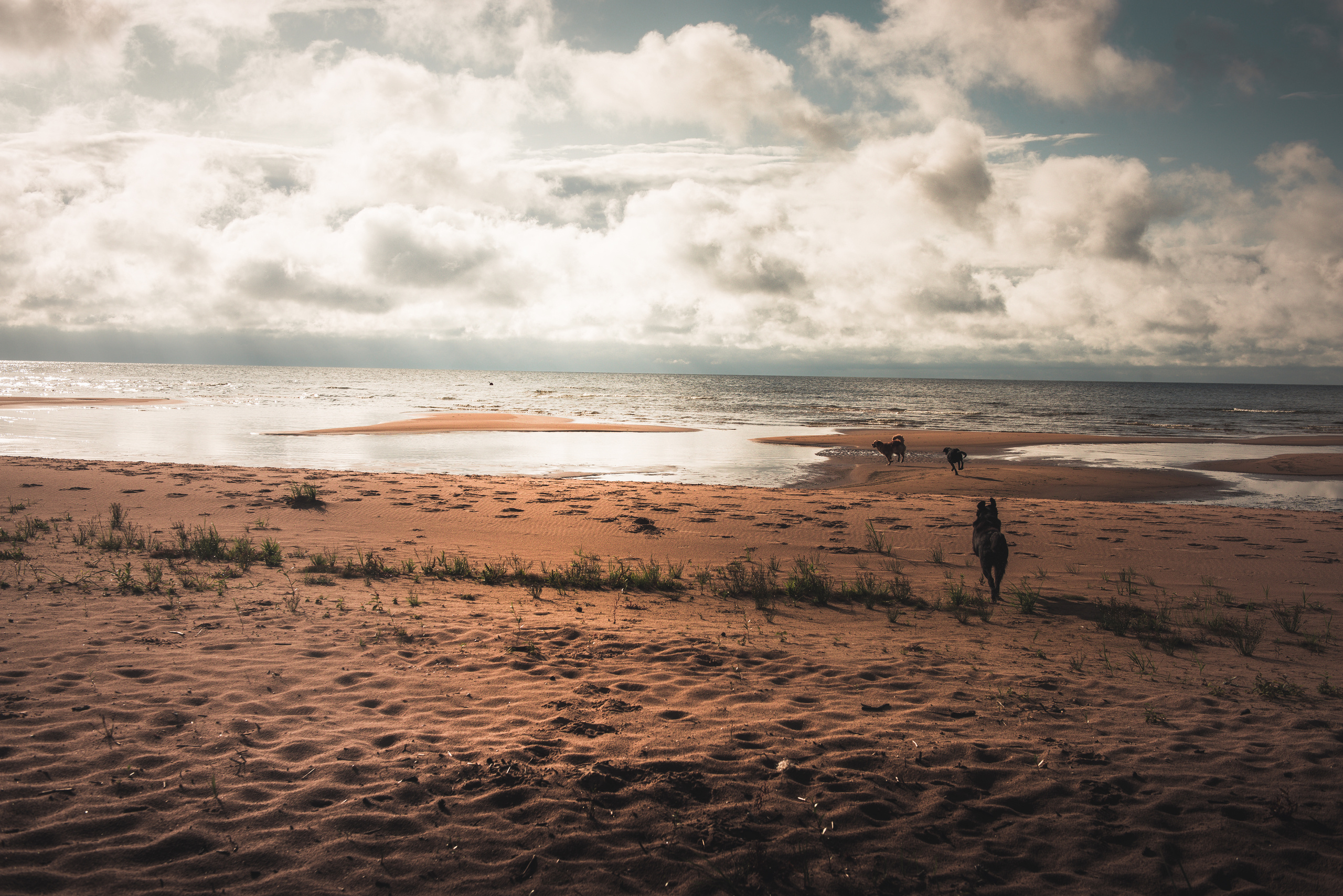 Эстония 2019. Фотограф-анималист Наталья Светличная