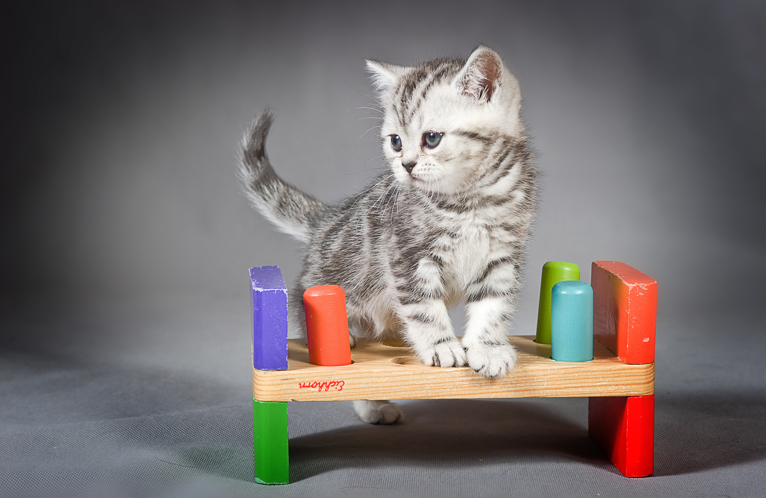 Британская (котята). Фотограф-анималист Наталья Светличная