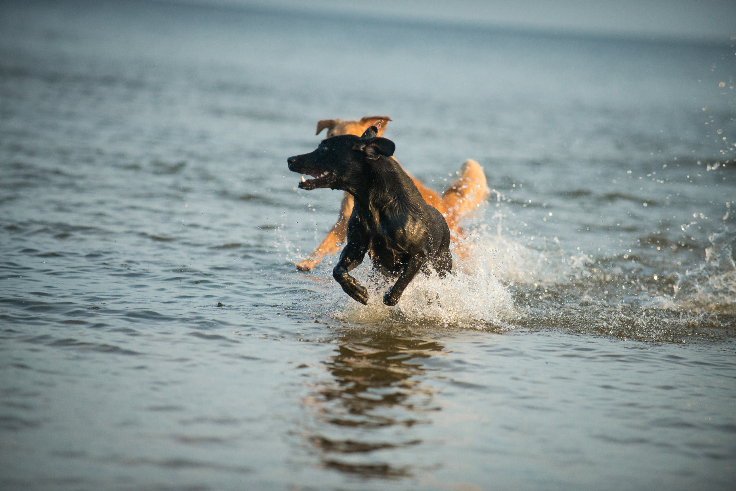 Эстония 2019. Фотограф-анималист Наталья Светличная