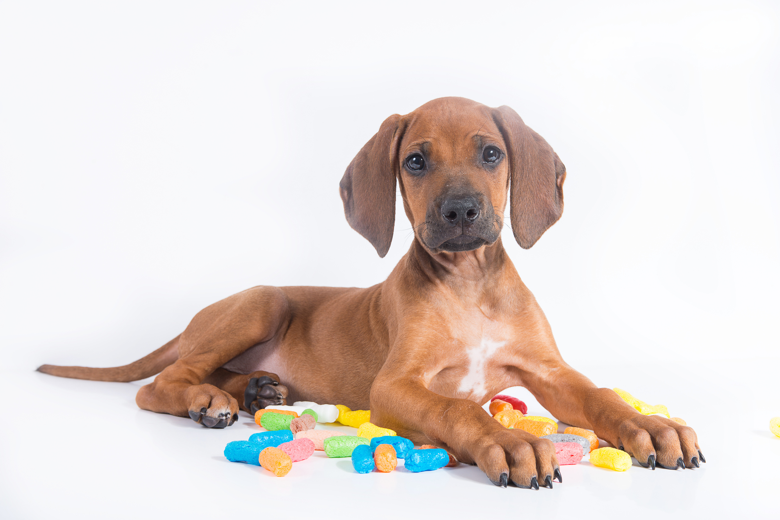 Родезийский риджбек (щенки). Фотограф-анималист Наталья Светличная