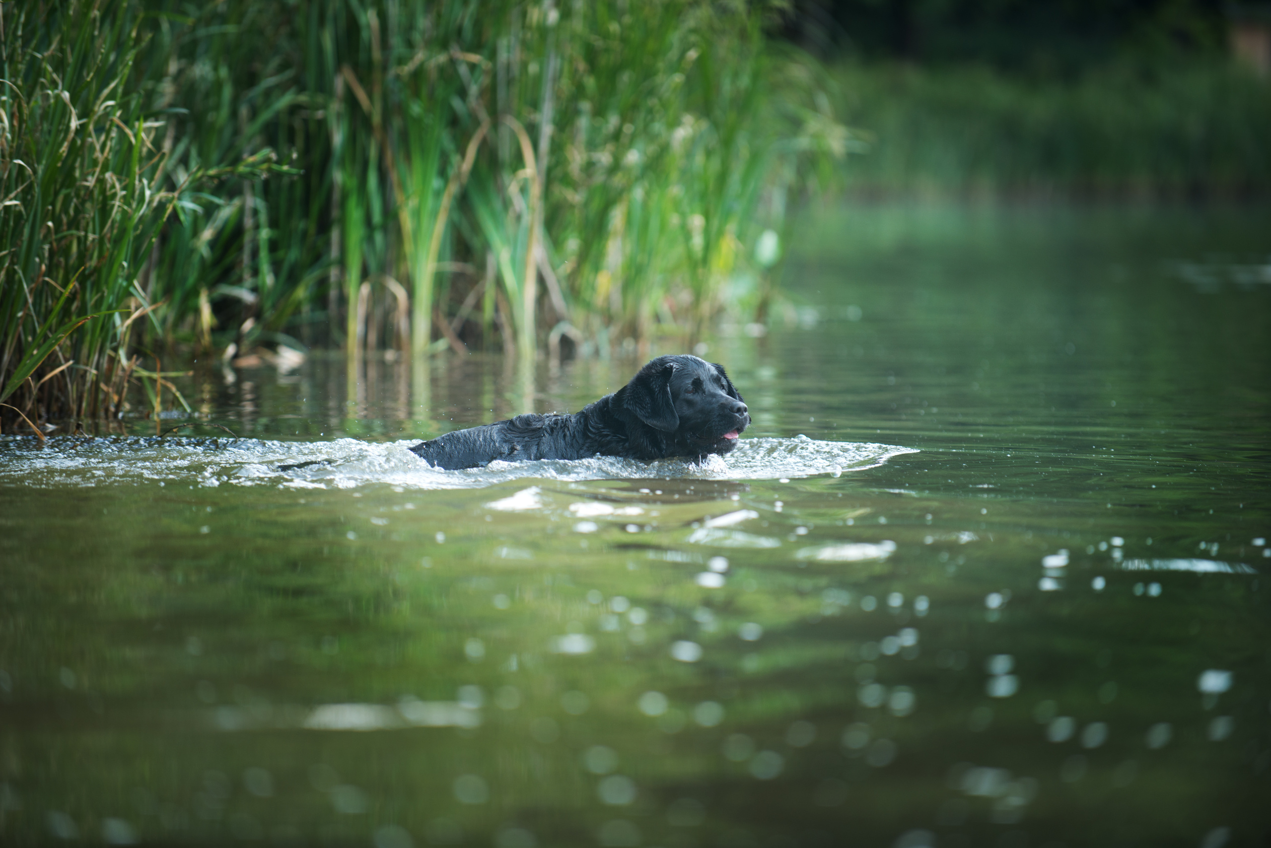 Венгрия-Чехия 2015. Фотограф-анималист Наталья Светличная