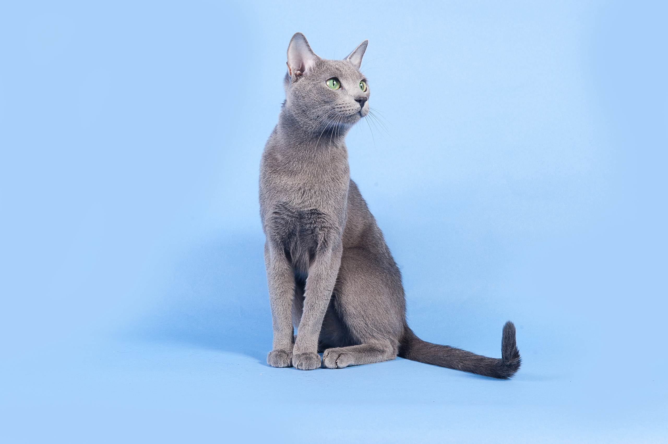 Русская голубая. Фотограф-анималист Наталья Светличная