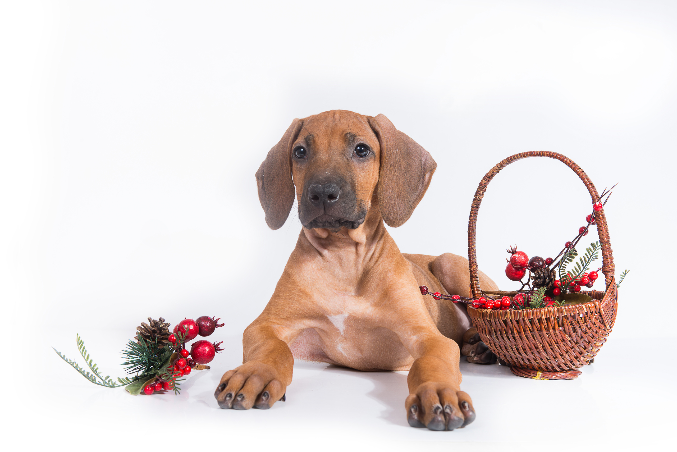 Родезийский риджбек (щенки). Фотограф-анималист Наталья Светличная