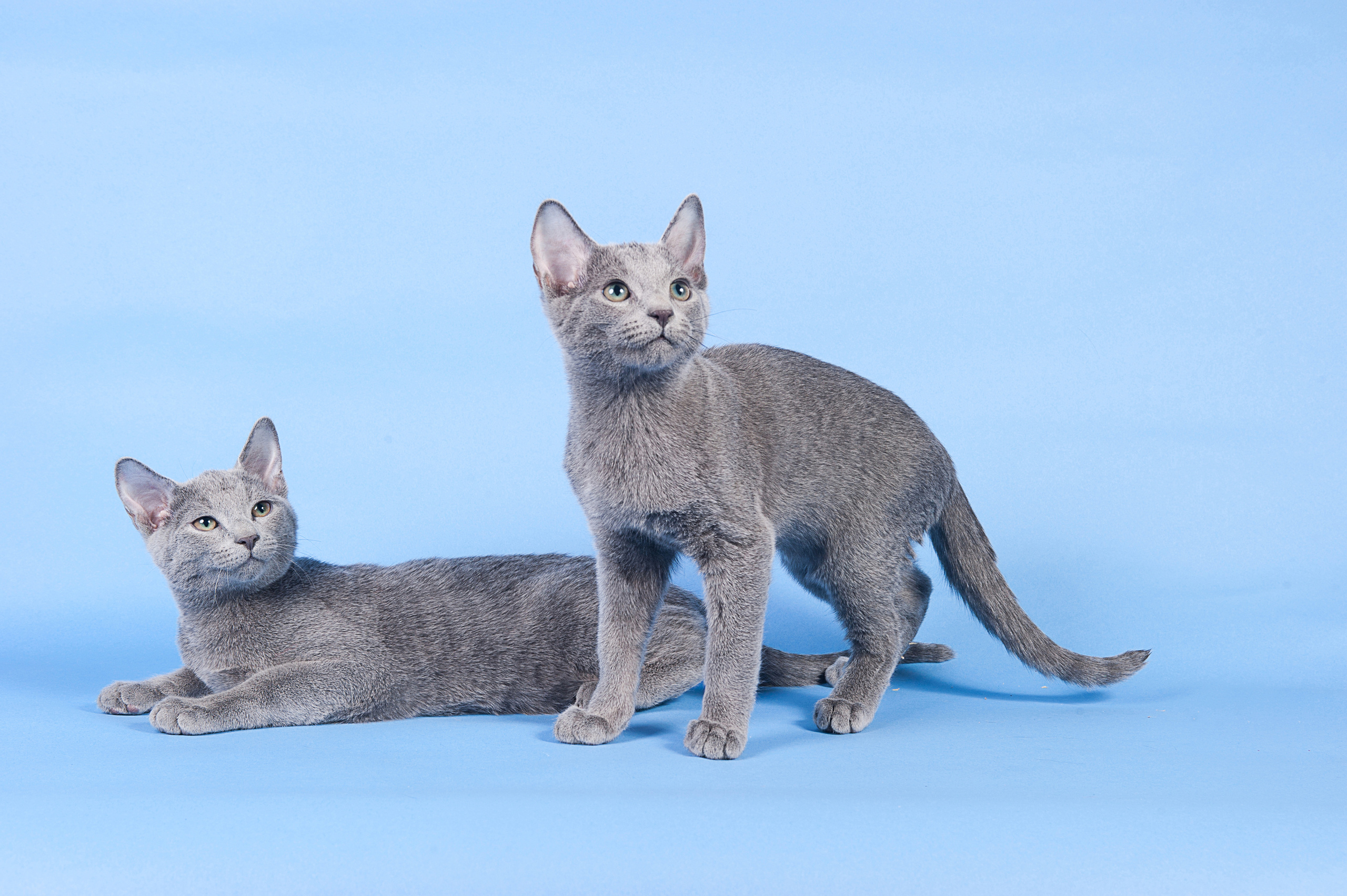 Русская голубая. Фотограф-анималист Наталья Светличная