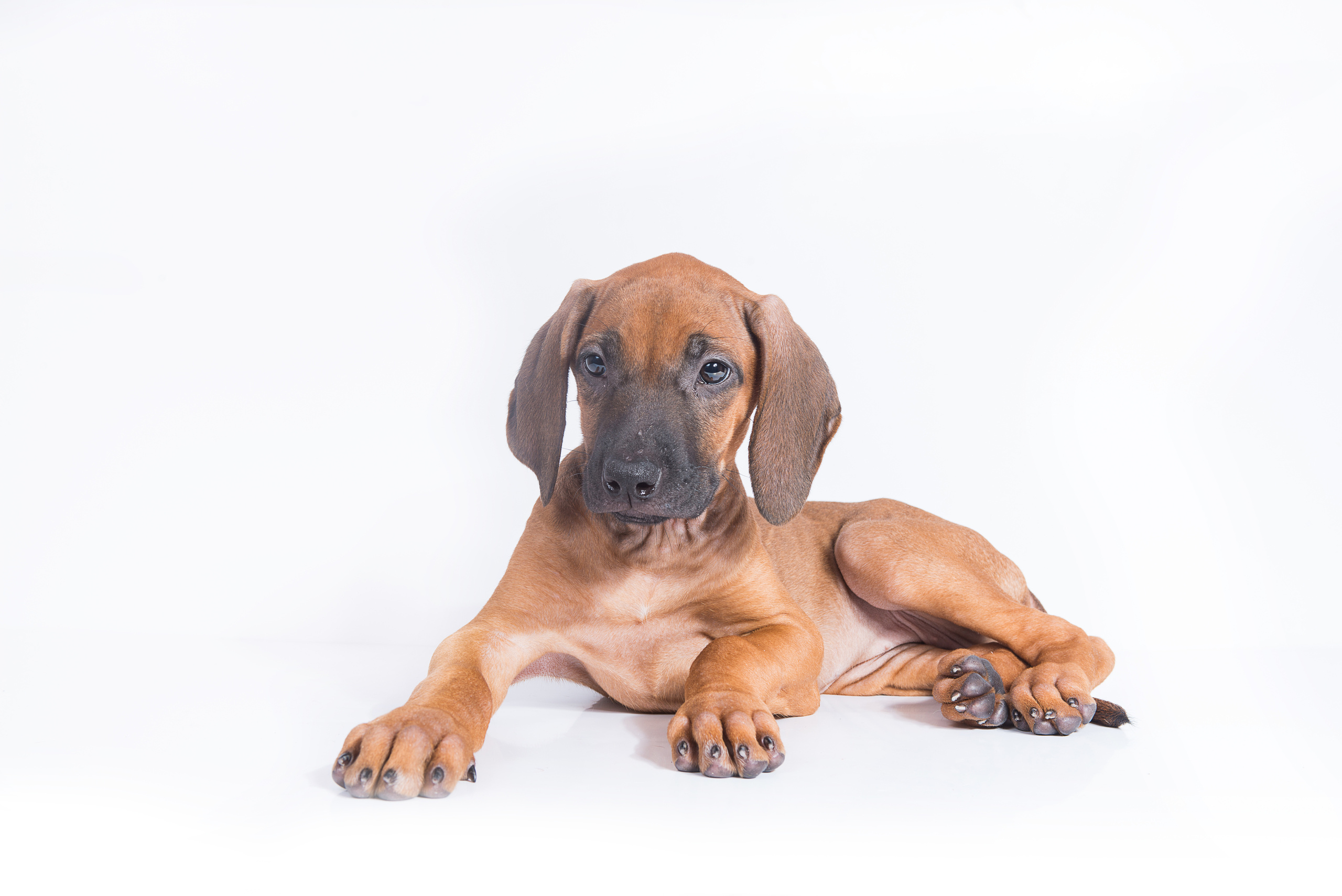 Родезийский риджбек (щенки). Фотограф-анималист Наталья Светличная