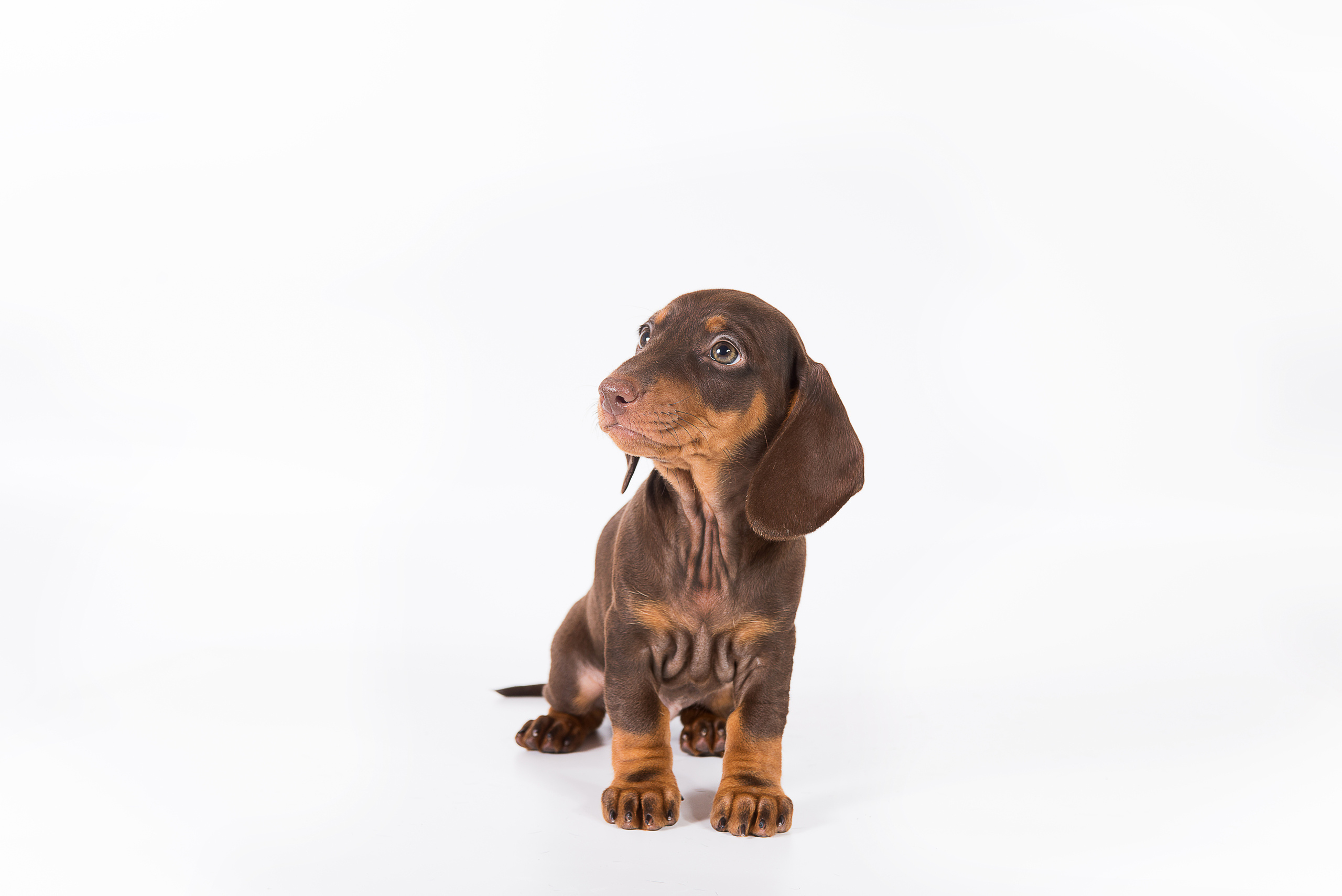 Такса (щенки). Фотограф-анималист Наталья Светличная