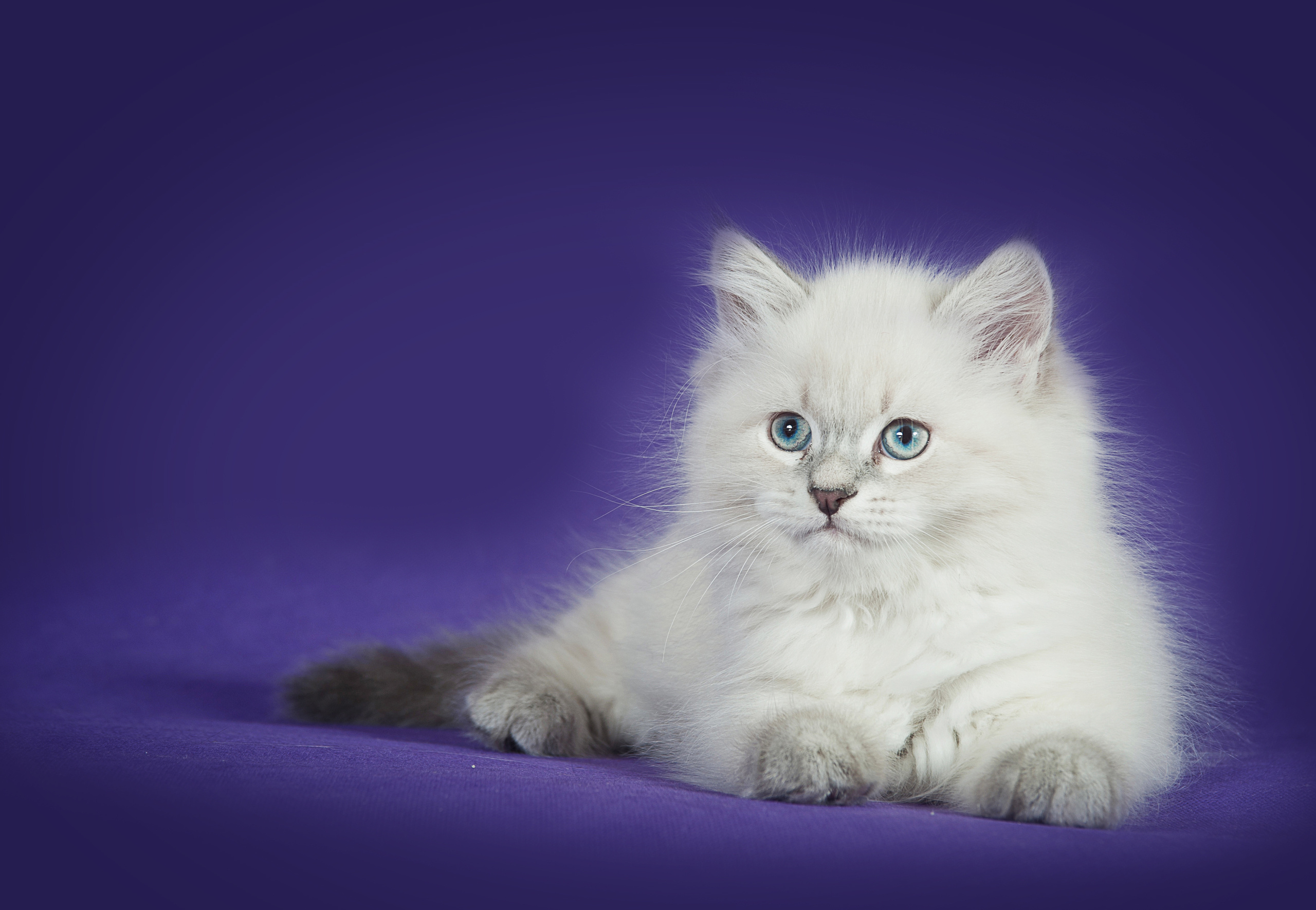 Невская маскарадная (котята). Фотограф-анималист Наталья Светличная