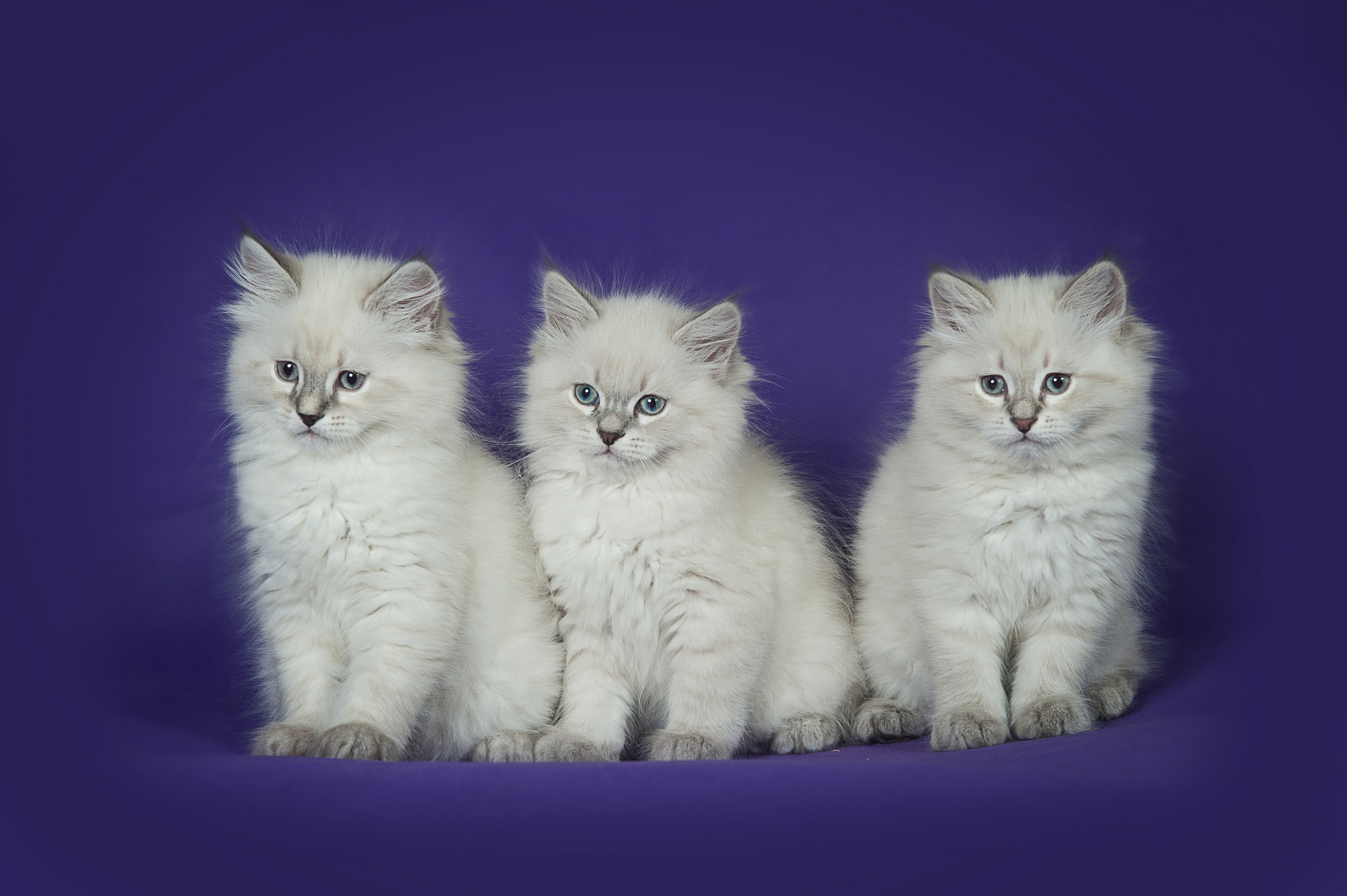 Невская маскарадная (котята). Фотограф-анималист Наталья Светличная