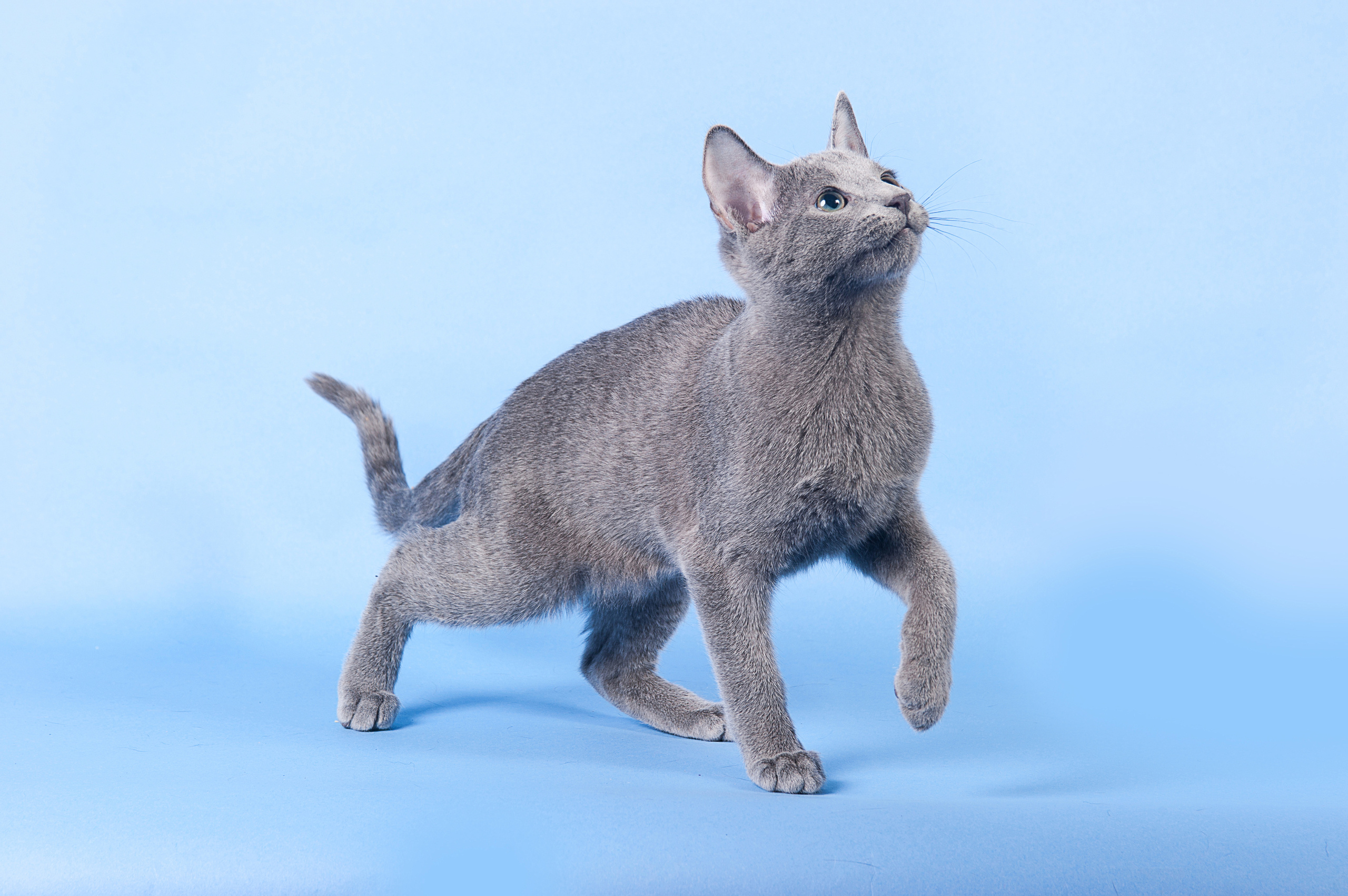 Русская голубая. Фотограф-анималист Наталья Светличная