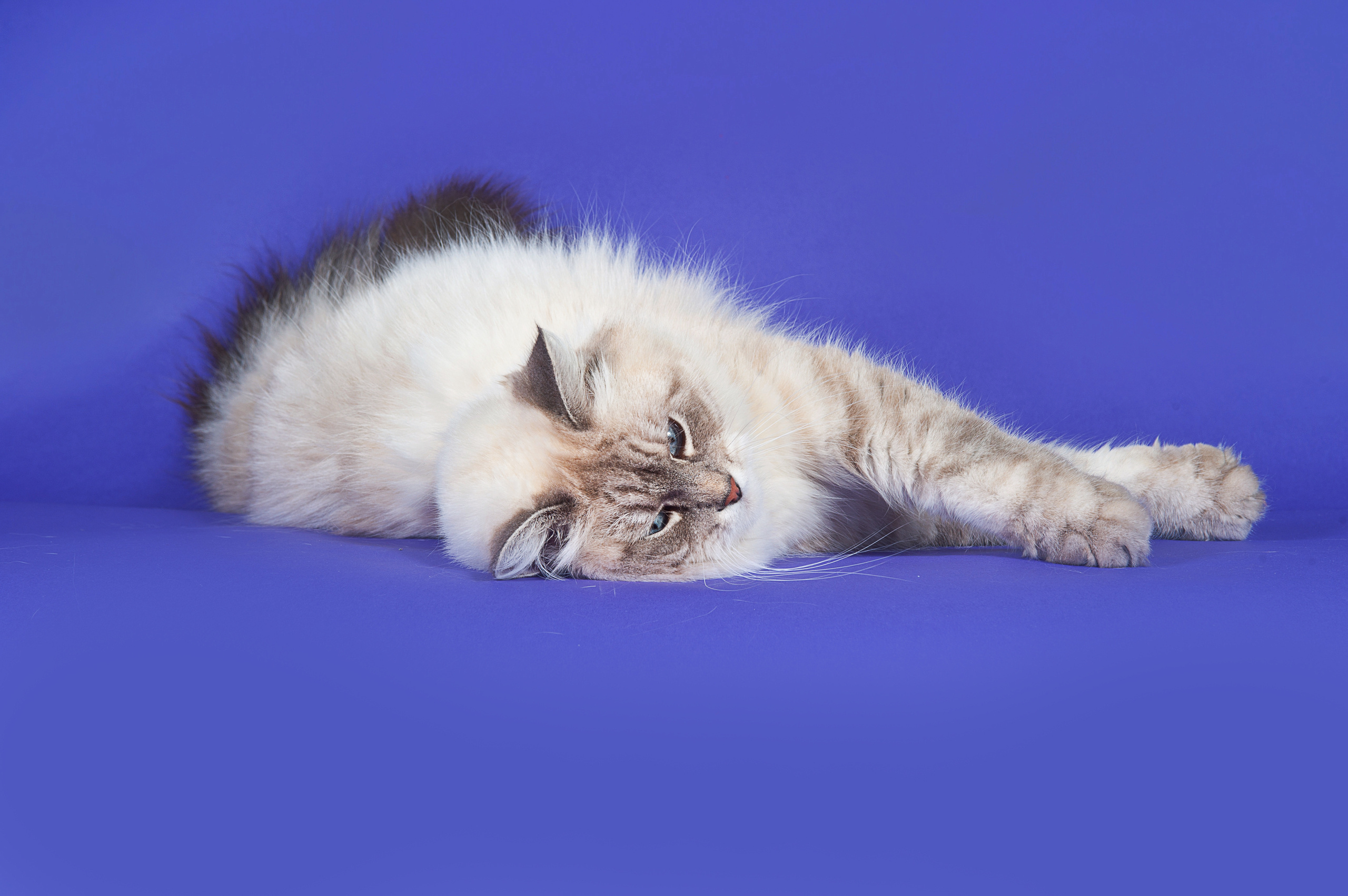 Невская маскарадная. Фотограф-анималист Наталья Светличная