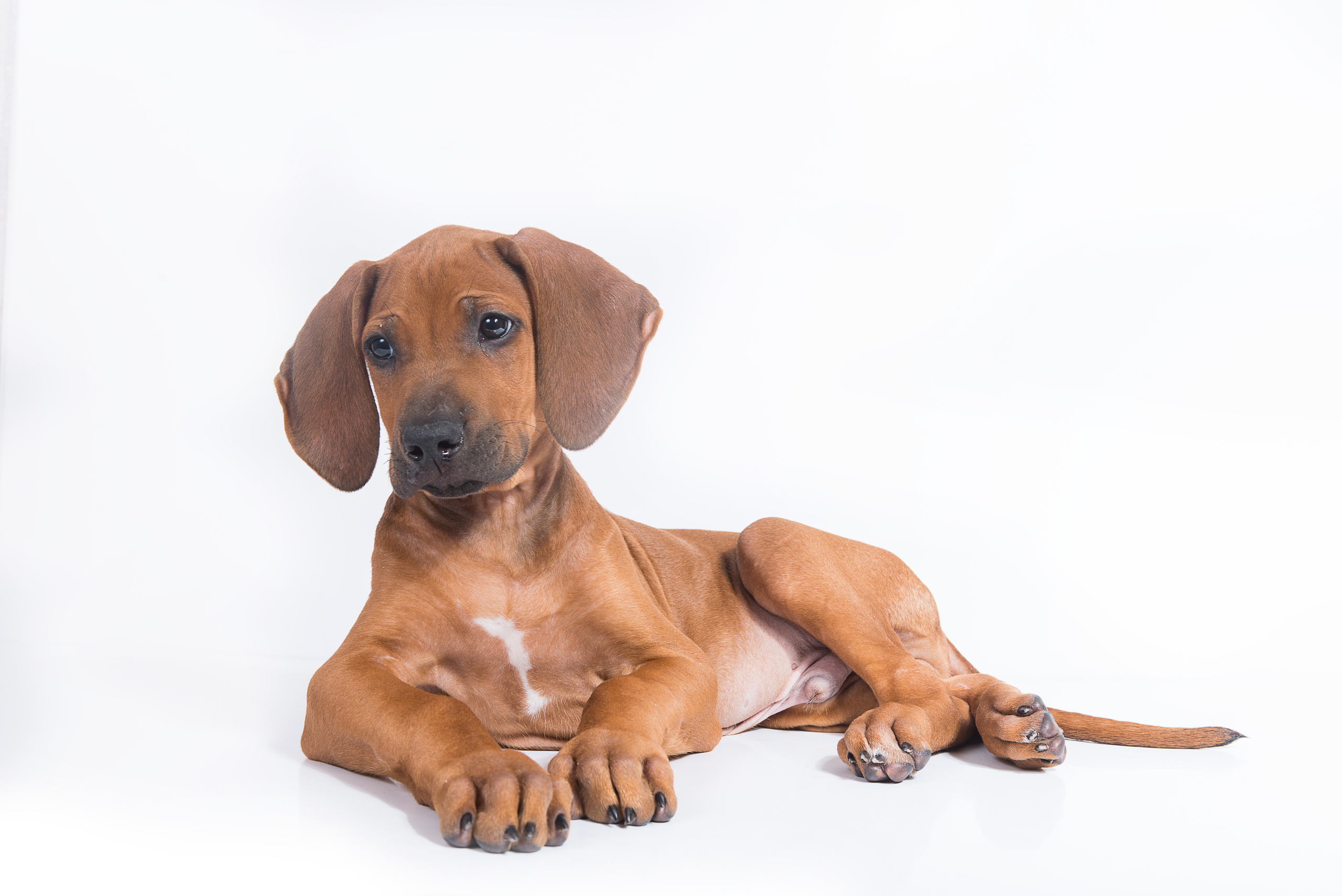 Родезийский риджбек (щенки). Фотограф-анималист Наталья Светличная