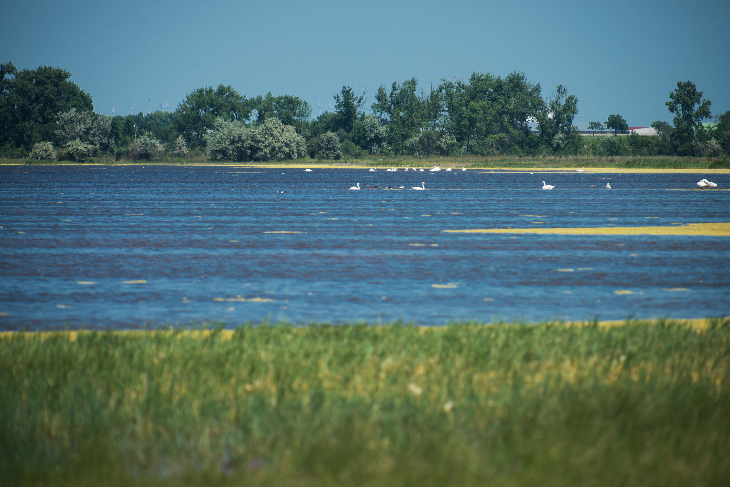 Венгрия-Чехия 2015. Фотограф-анималист Наталья Светличная