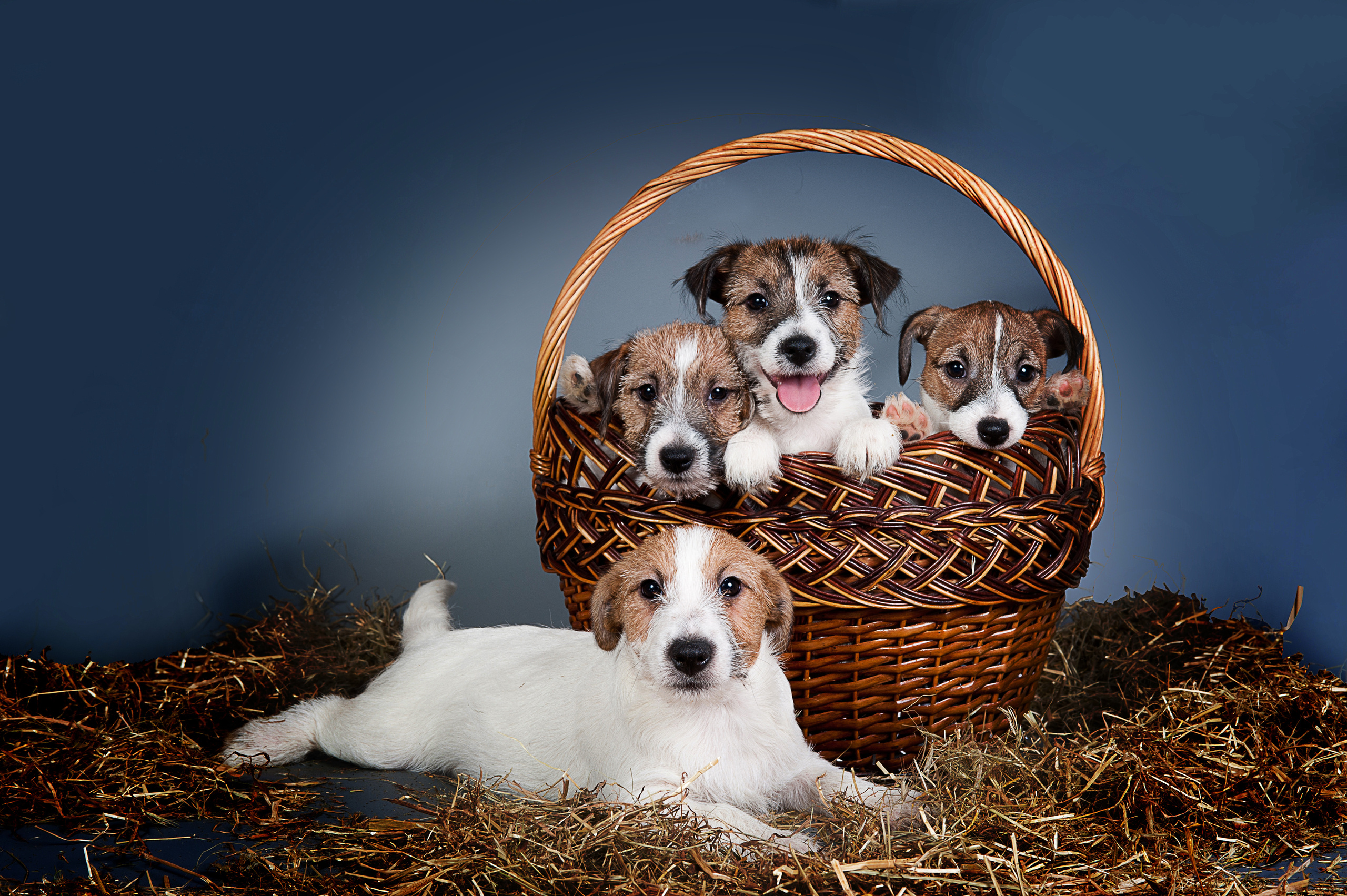 Джек-рассел-терьер (щенки). Фотограф-анималист Наталья Светличная