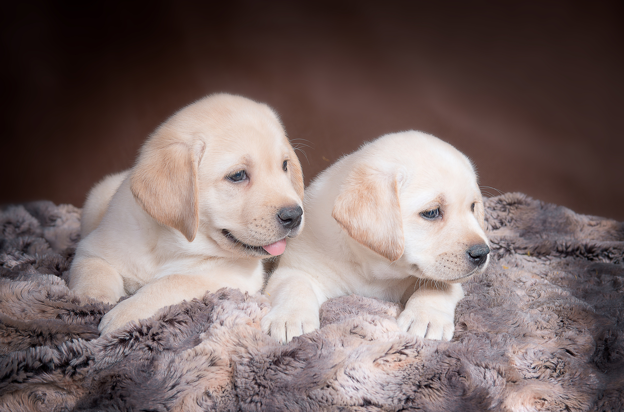 Лабрадор ретривер (щенки). Фотограф-анималист Наталья Светличная