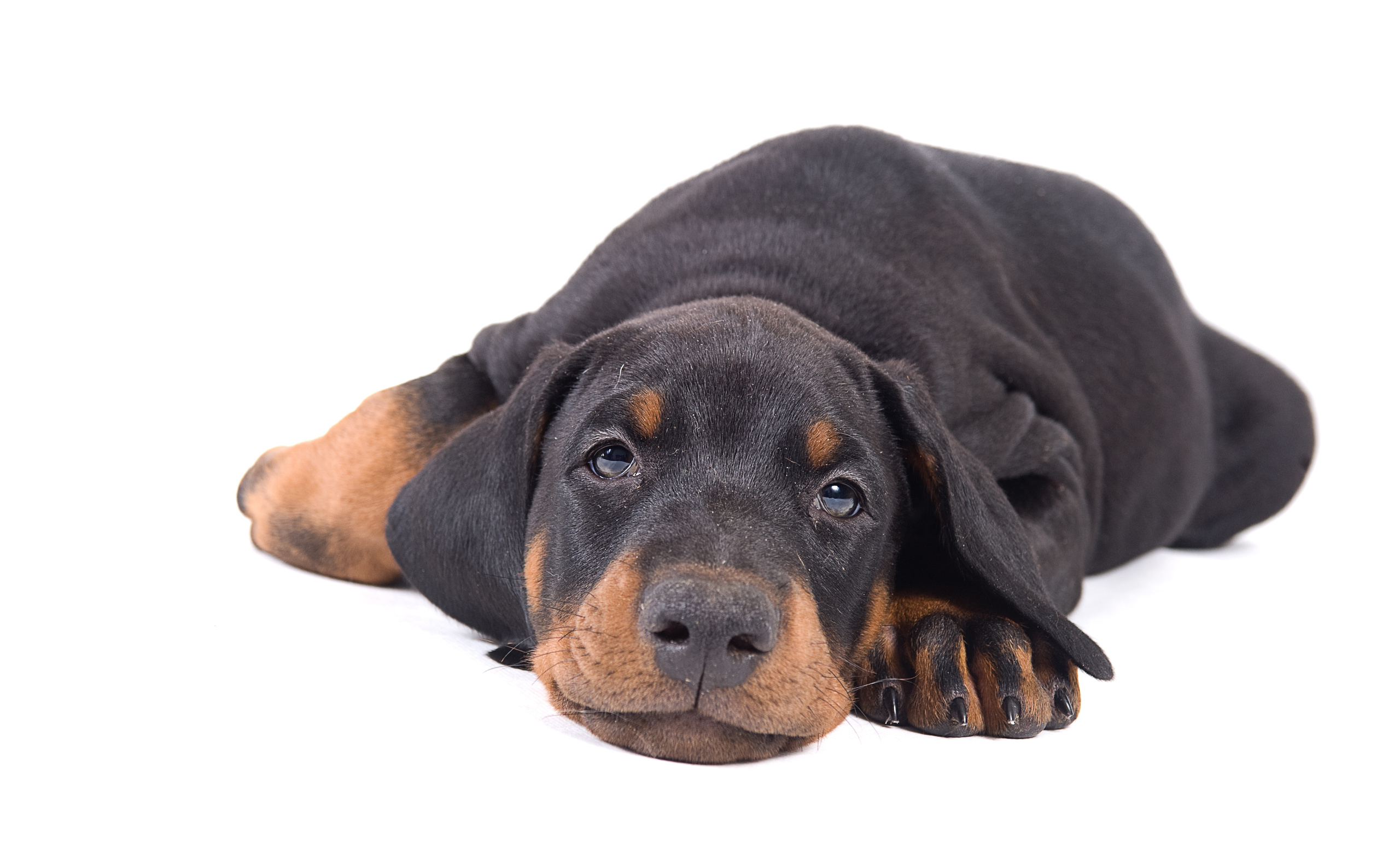 Доберман пинчер (щенки). Фотограф-анималист Наталья Светличная