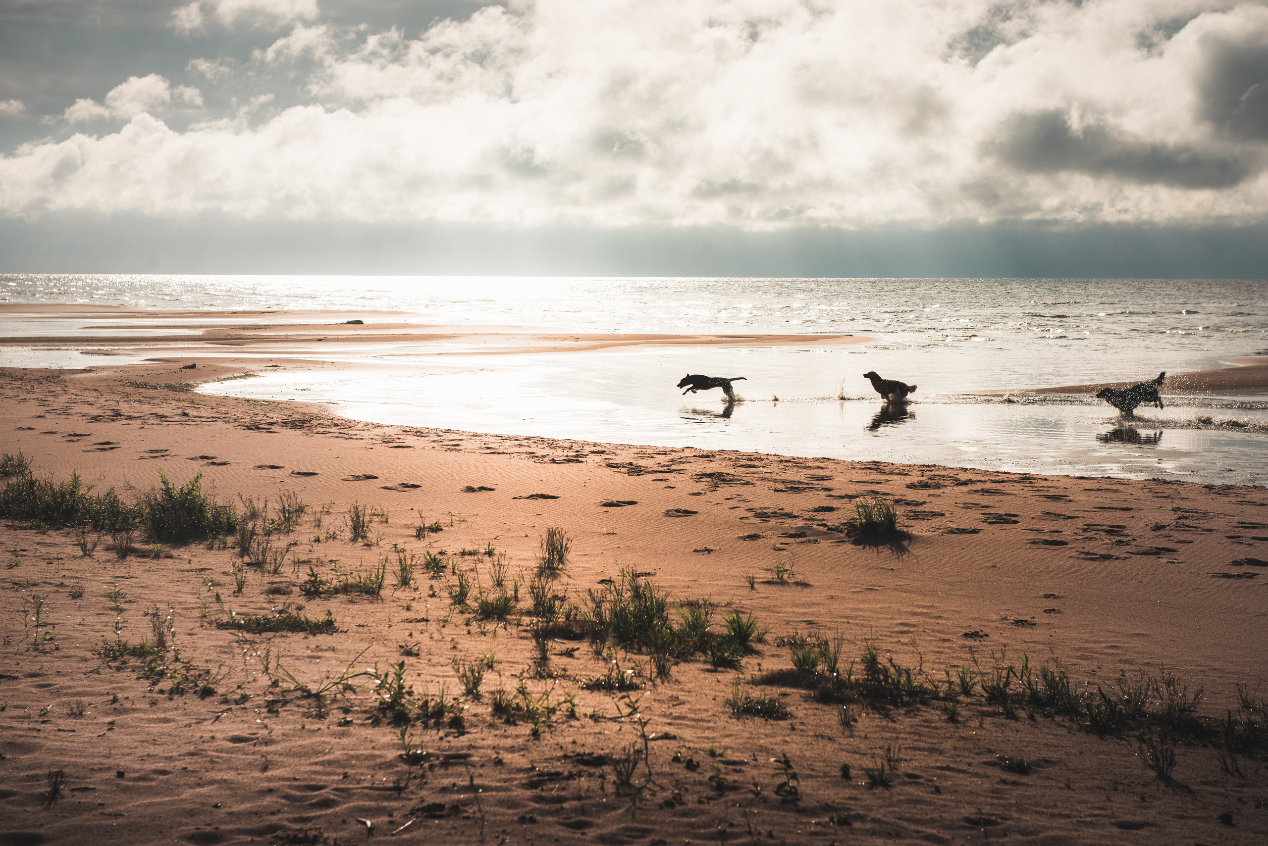 Эстония 2019. Фотограф-анималист Наталья Светличная