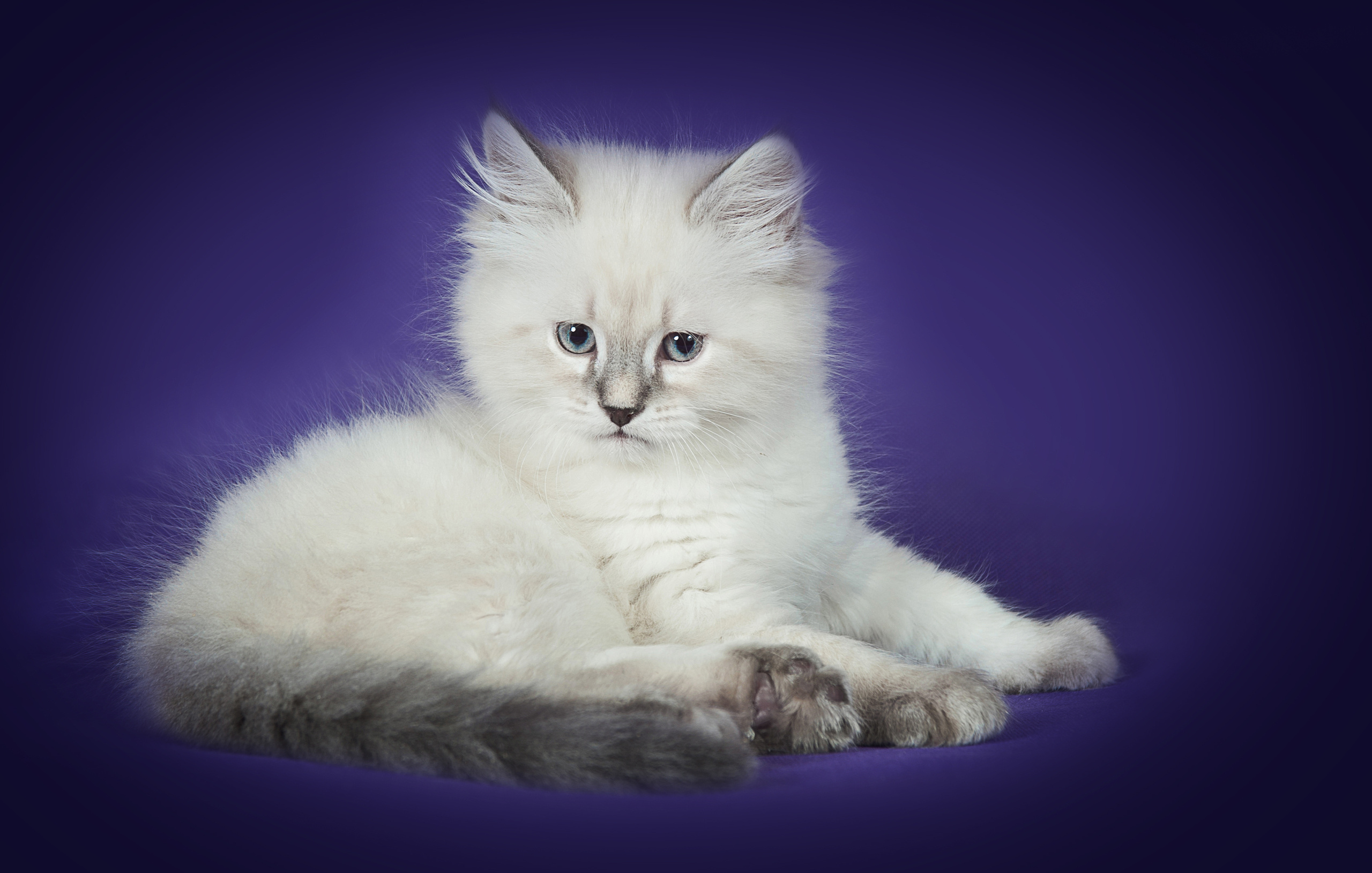 Невская маскарадная (котята). Фотограф-анималист Наталья Светличная