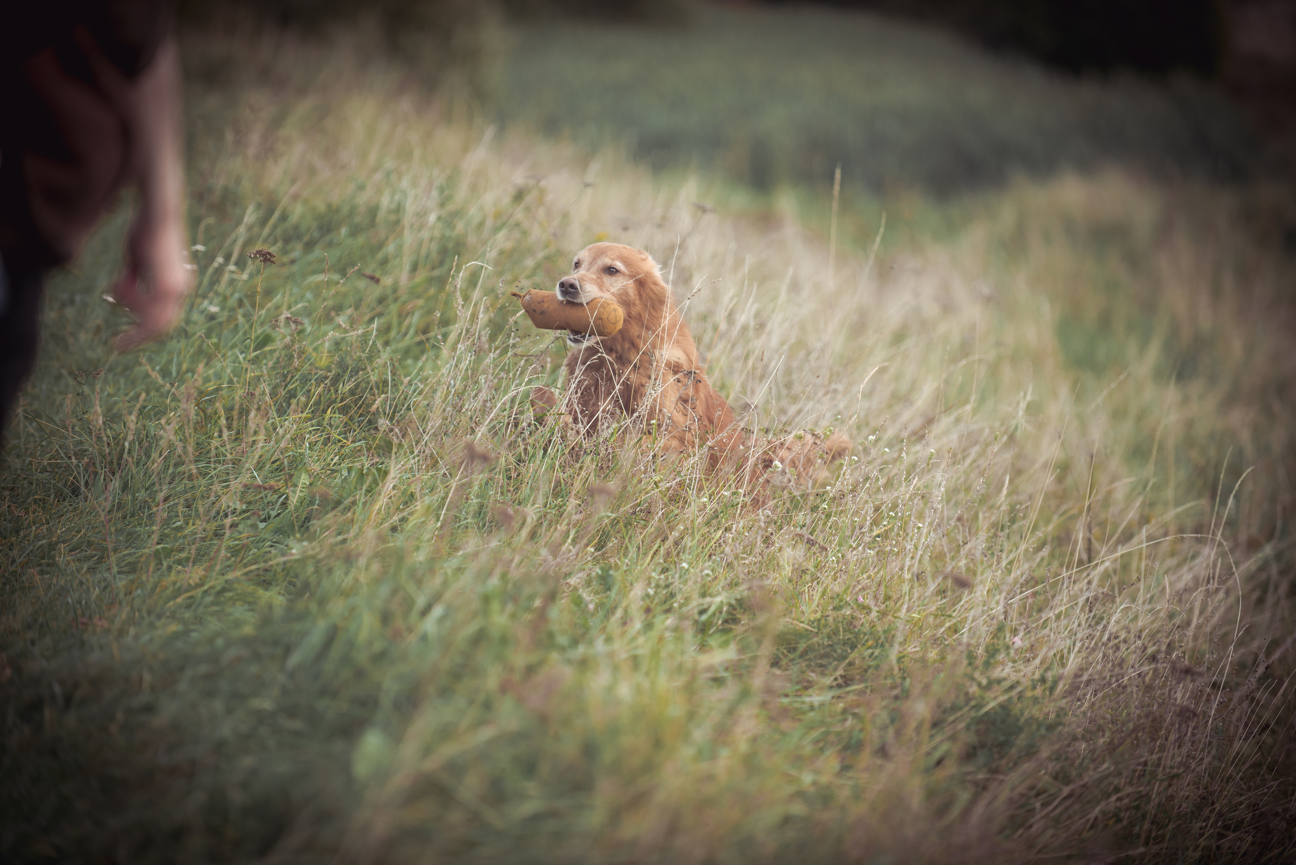 Голден ретривер Филя. Фотограф-анималист Наталья Светличная